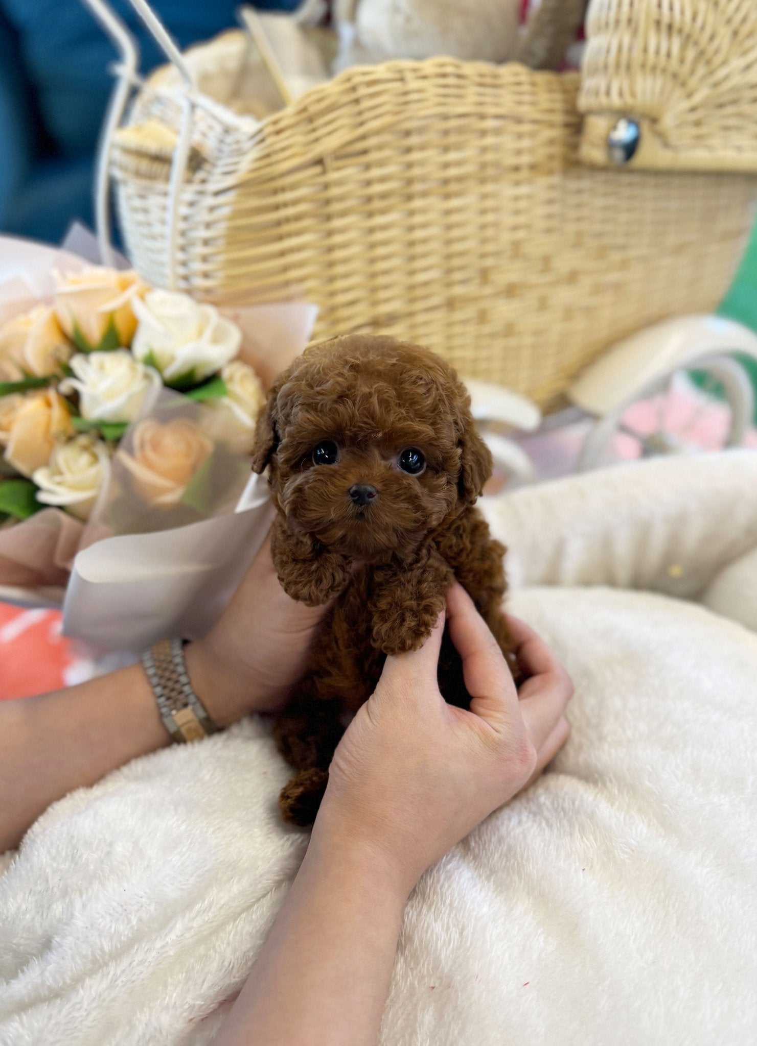 Poodle - Java(Male) - Beautiful puppy teacup puppy with adorable features available for adoption from Velydog