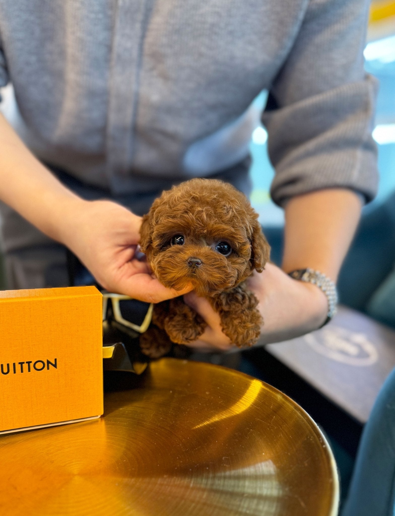 Poodle - Java(Male) - Beautiful puppy teacup puppy with adorable features available for adoption from Velydog