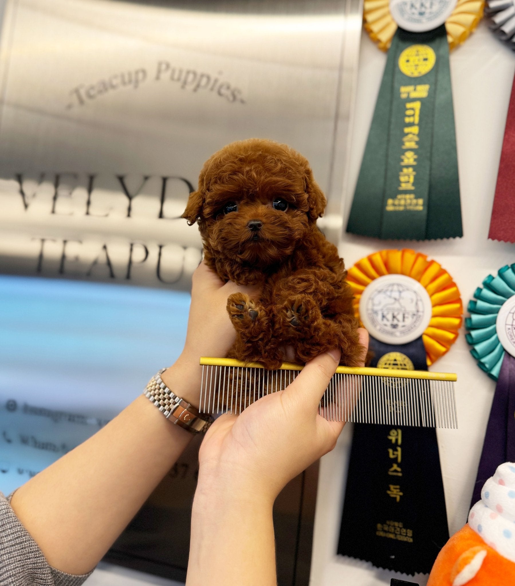 Poodle - Java(Male) - Beautiful puppy teacup puppy with adorable features available for adoption from Velydog