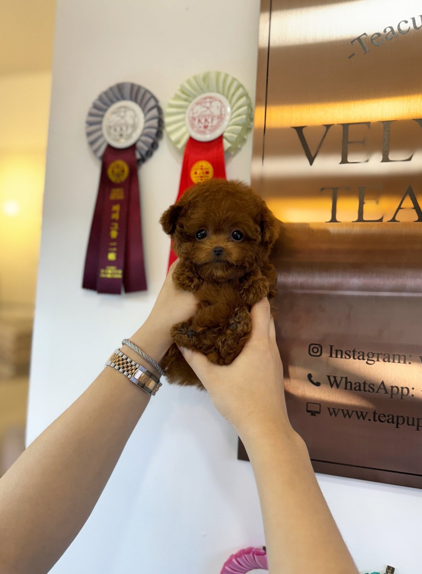 Poodle - Jay(Male) - Beautiful puppy teacup puppy with adorable features available for adoption from Velydog