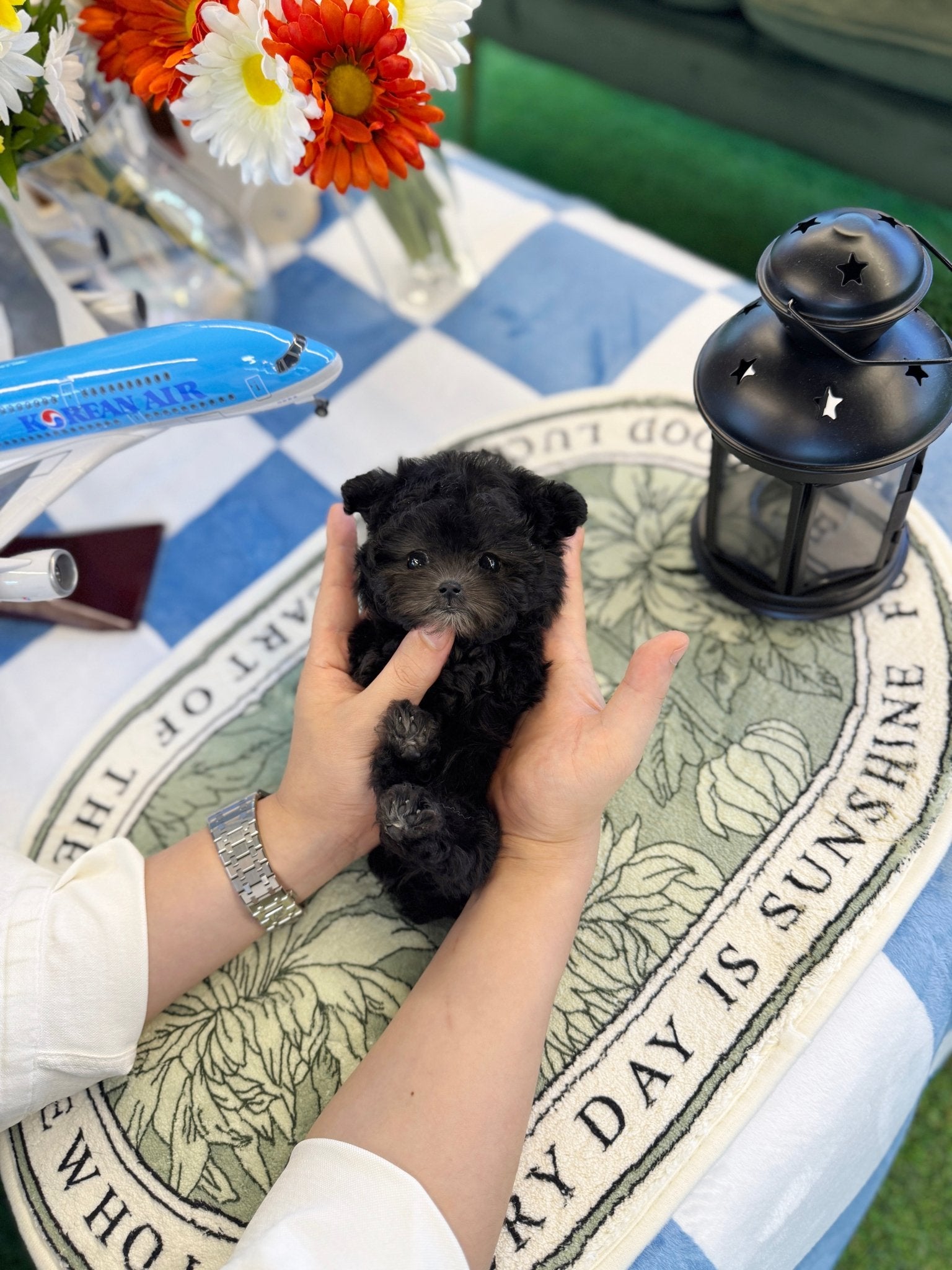 Poodle - Jenjen(Female) - Beautiful puppy teacup puppy with adorable features available for adoption from Velydog