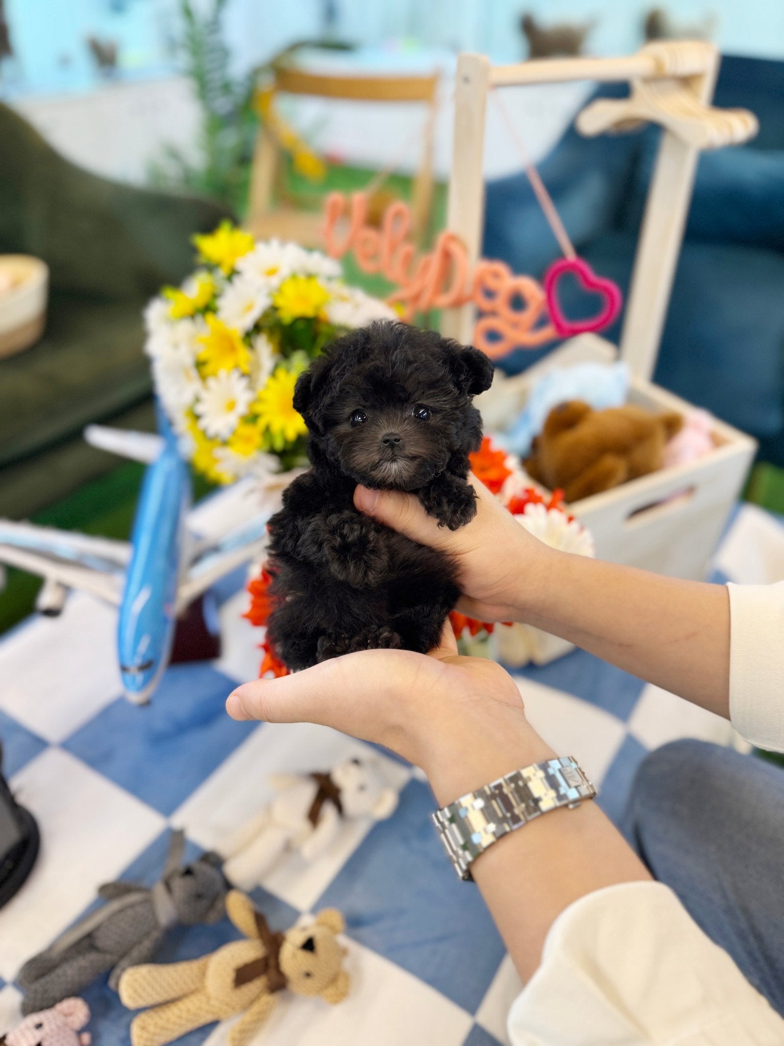 Poodle - Jenjen(Female) - Beautiful puppy teacup puppy with adorable features available for adoption from Velydog