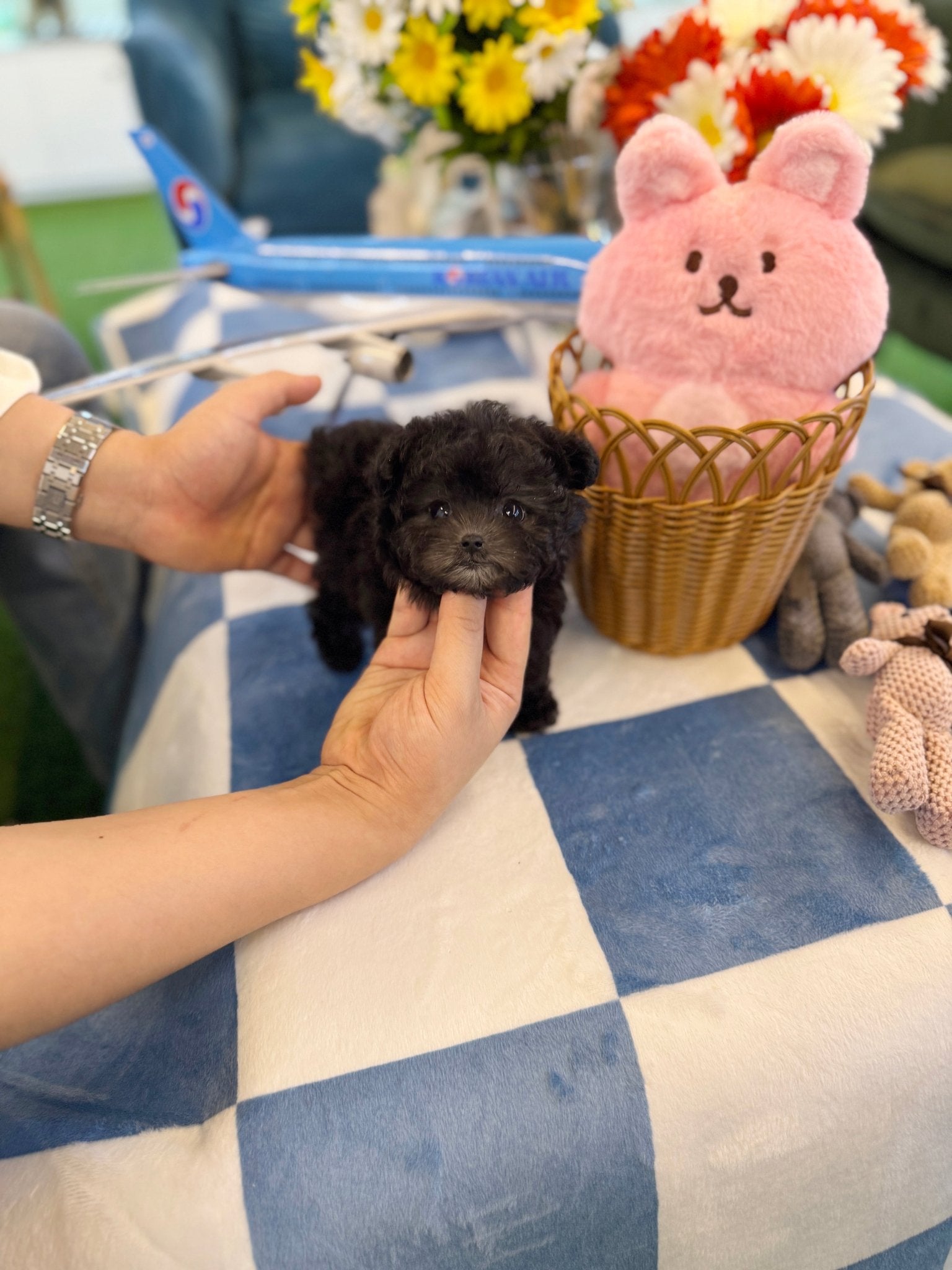 Poodle - Jenjen(Female) - Beautiful puppy teacup puppy with adorable features available for adoption from Velydog
