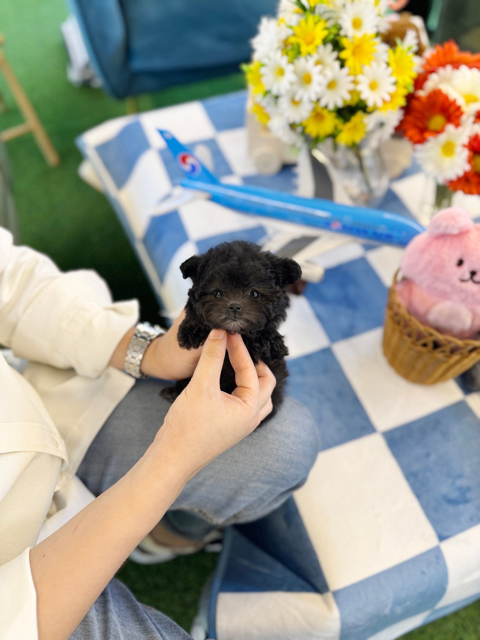 Poodle - Jenjen(Female) - Beautiful puppy teacup puppy with adorable features available for adoption from Velydog