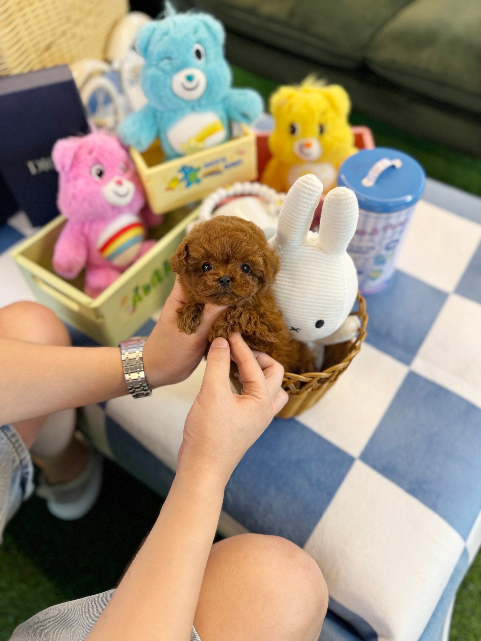 Poodle - Loco(Female) - Beautiful puppy teacup puppy with adorable features available for adoption from Velydog