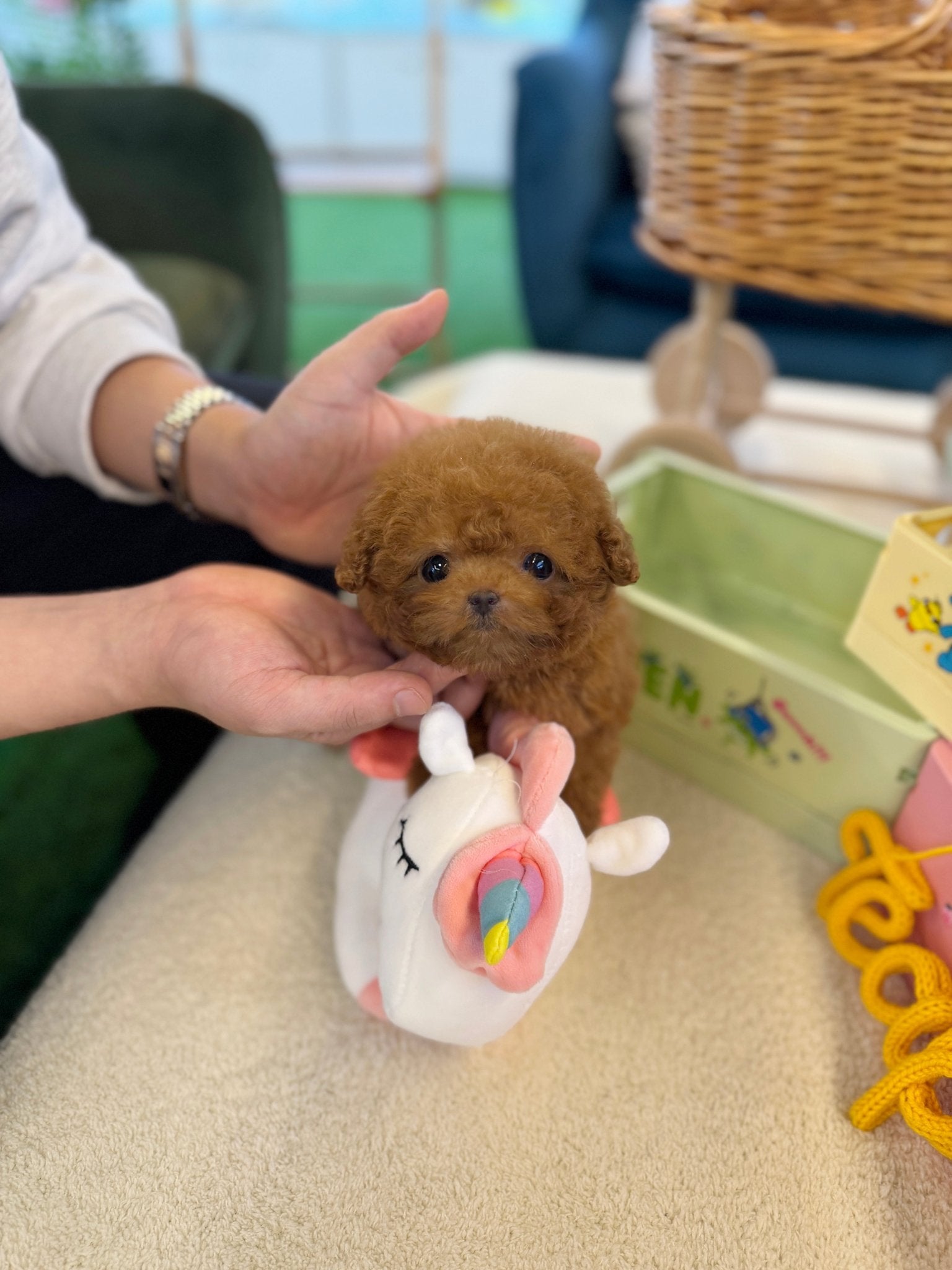 Poodle - Lumi(Female) - Beautiful puppy teacup puppy with adorable features available for adoption from Velydog