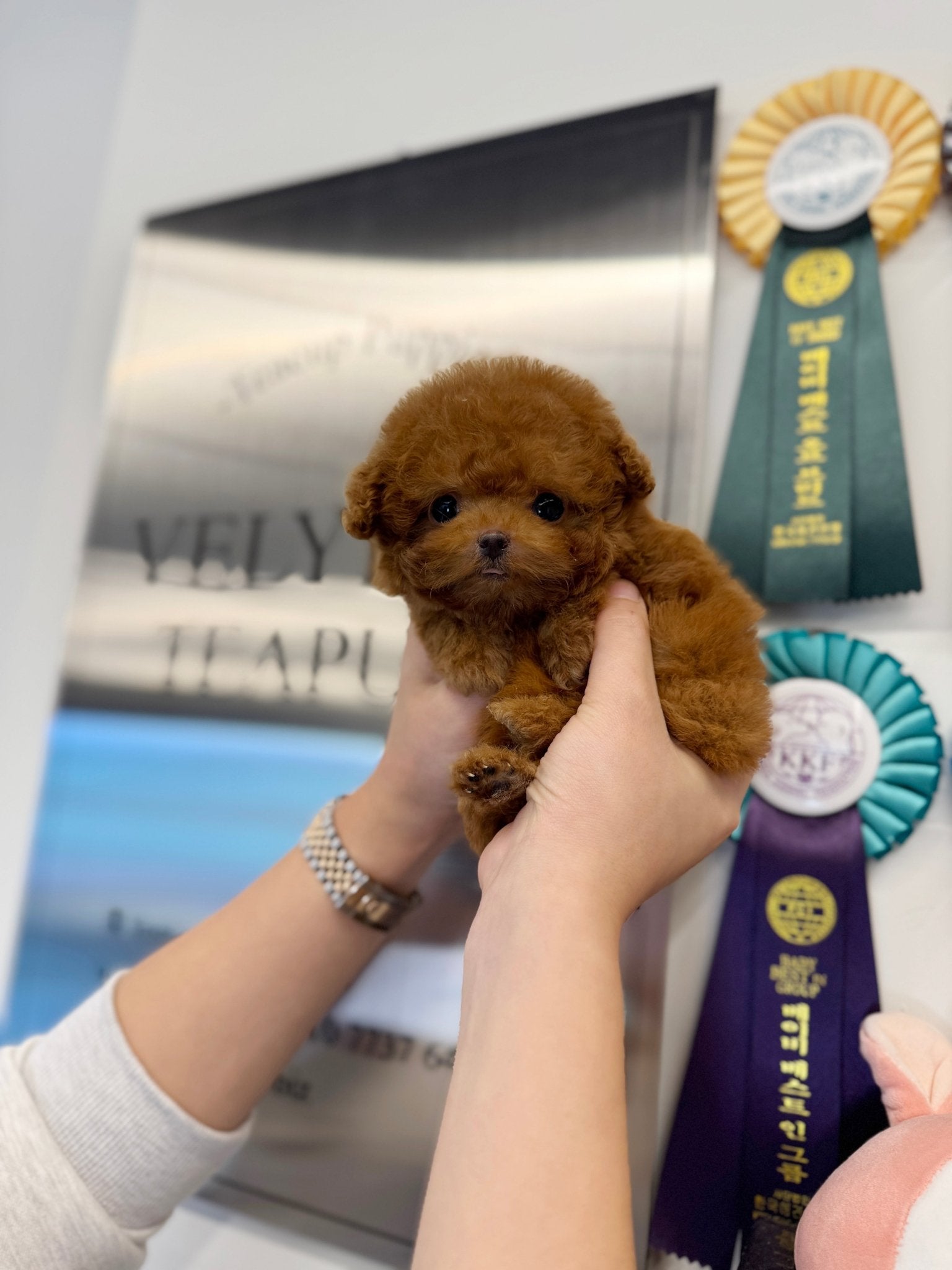 Poodle - Lumi(Female) - Beautiful puppy teacup puppy with adorable features available for adoption from Velydog
