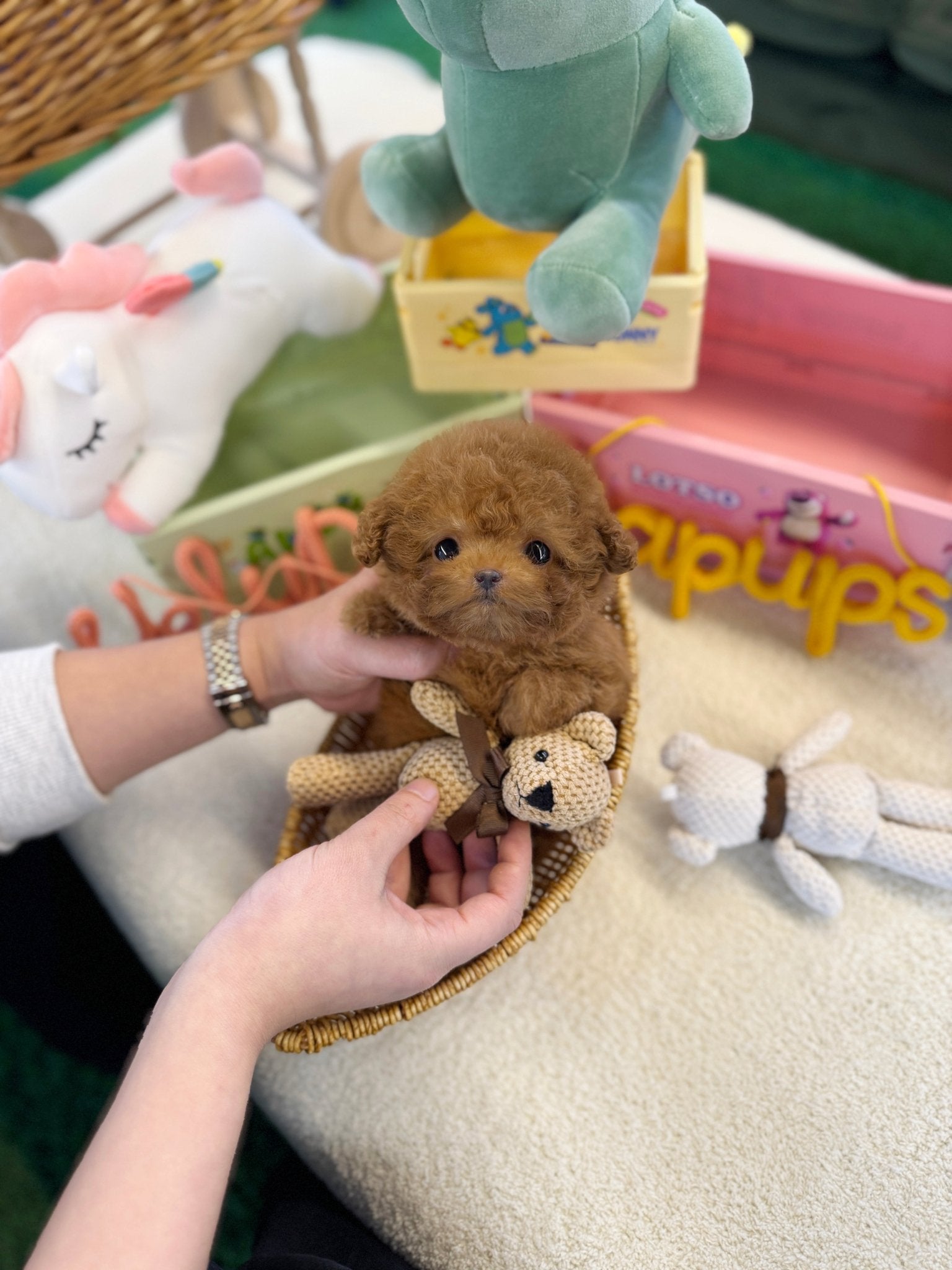 Poodle - Lumi(Female) - Beautiful puppy teacup puppy with adorable features available for adoption from Velydog