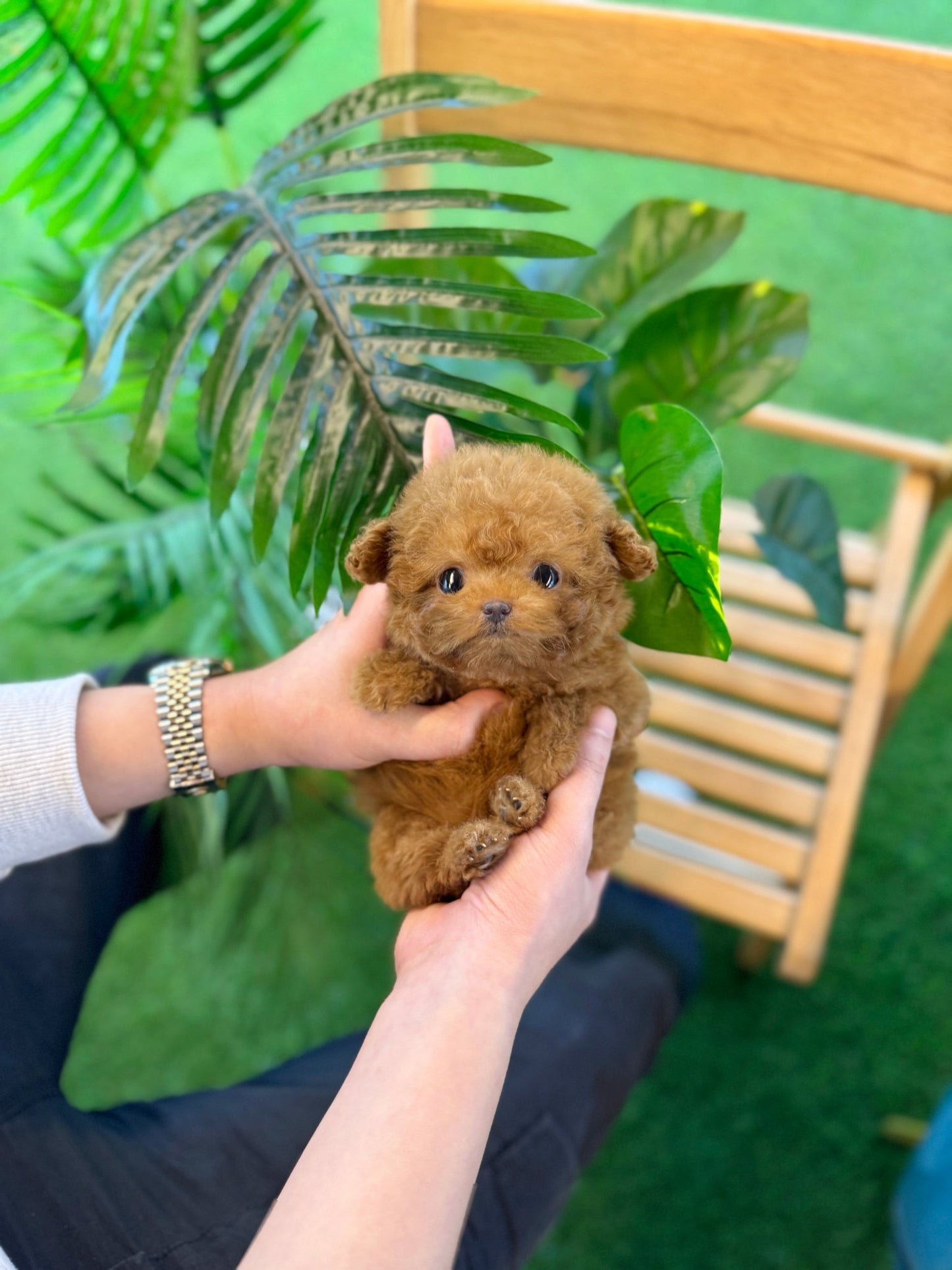 Poodle - Lumi(Female) - Beautiful puppy teacup puppy with adorable features available for adoption from Velydog