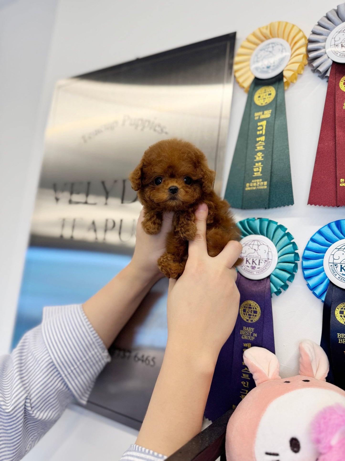 Poodle - Lyn(Female) - Beautiful puppy teacup puppy with adorable features available for adoption from Velydog