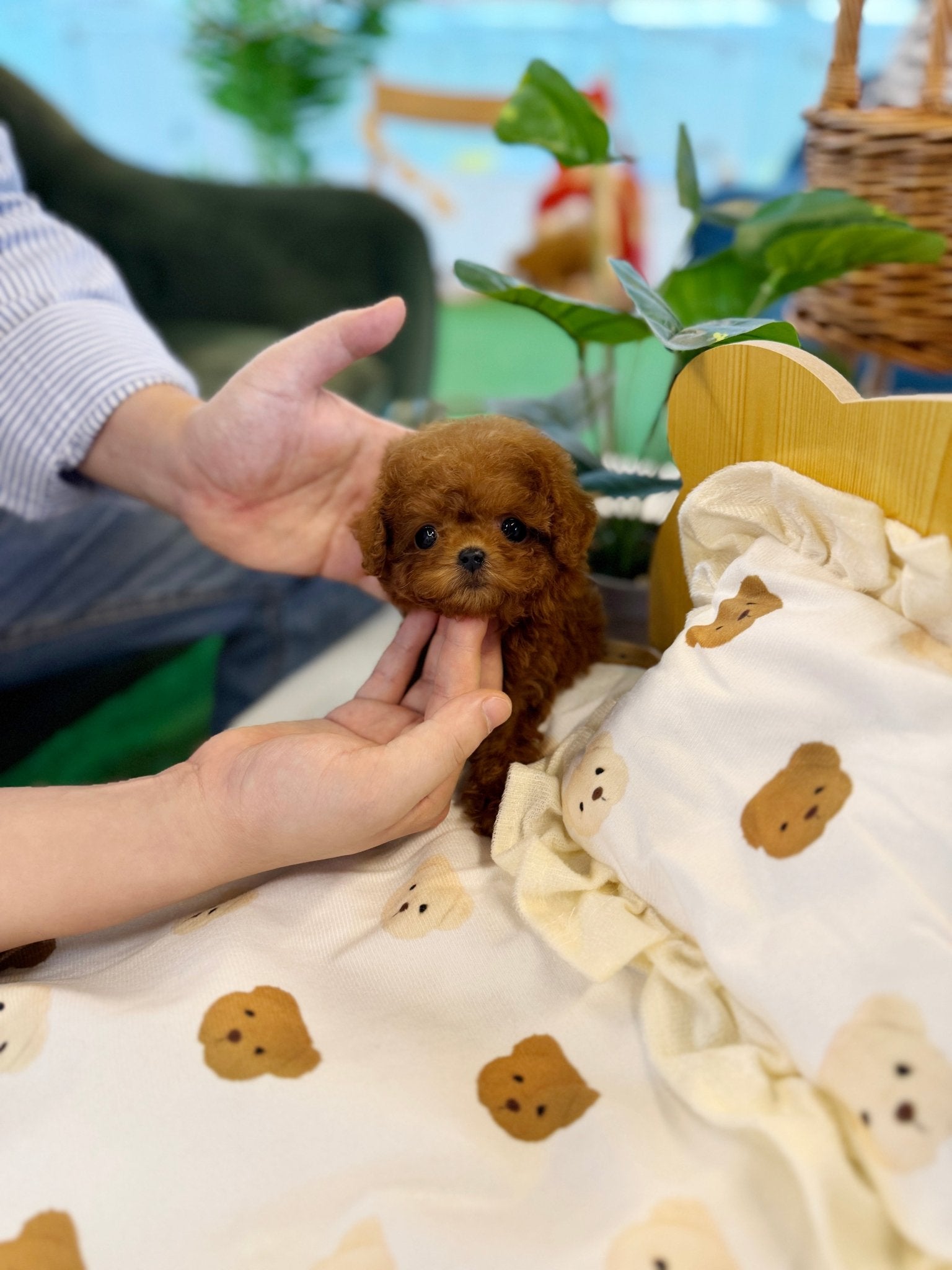 Poodle - Lyn(Female) - Beautiful puppy teacup puppy with adorable features available for adoption from Velydog