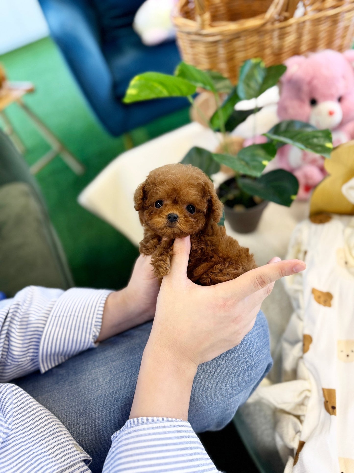 Poodle - Lyn(Female) - Beautiful puppy teacup puppy with adorable features available for adoption from Velydog