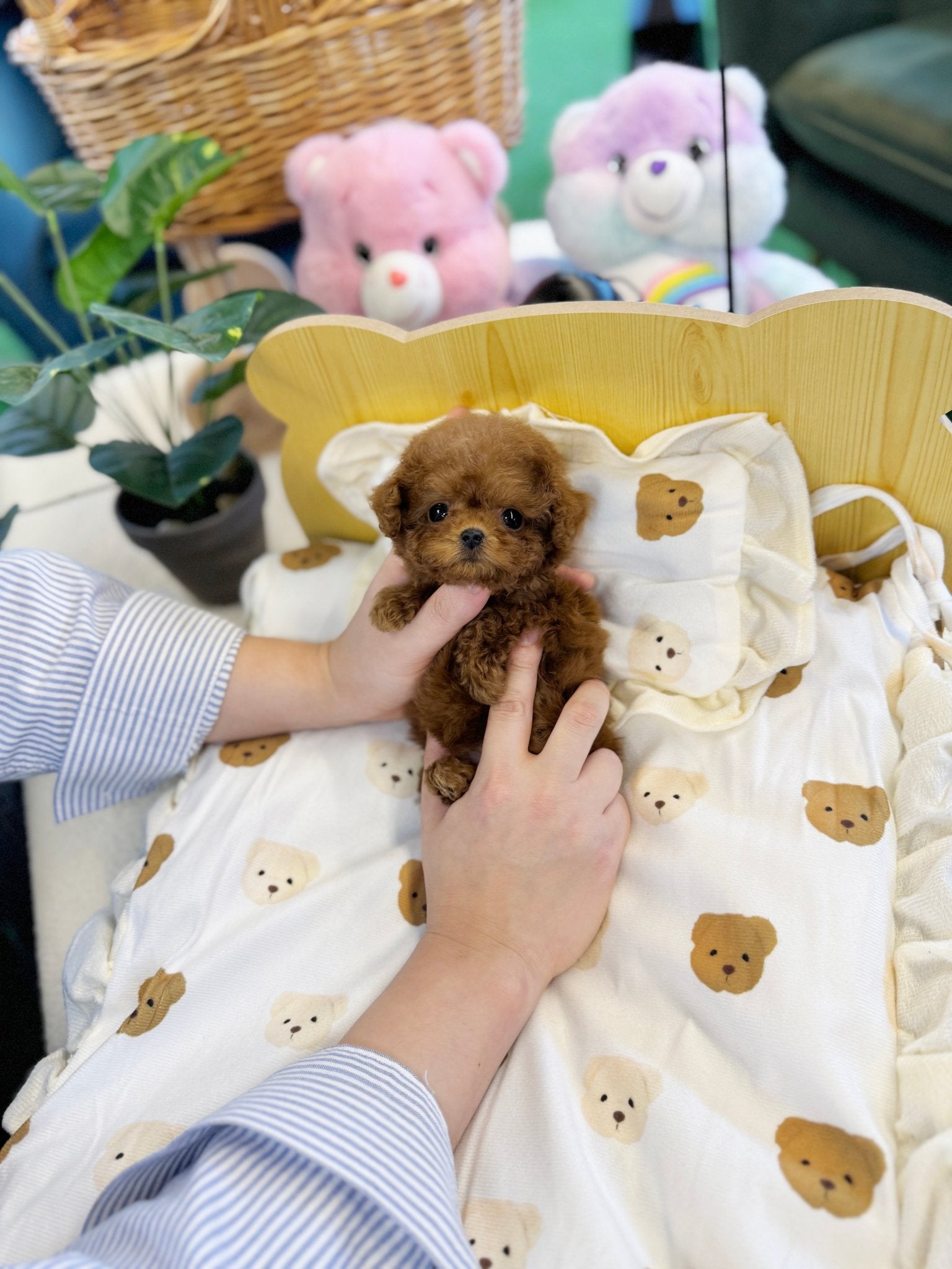 Poodle - Lyn(Female) - Beautiful puppy teacup puppy with adorable features available for adoption from Velydog