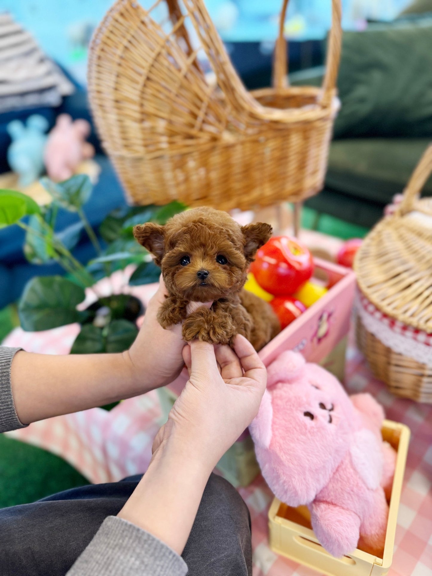 Poodle - Mateo(Male) - Beautiful puppy teacup puppy with adorable features available for adoption from Velydog
