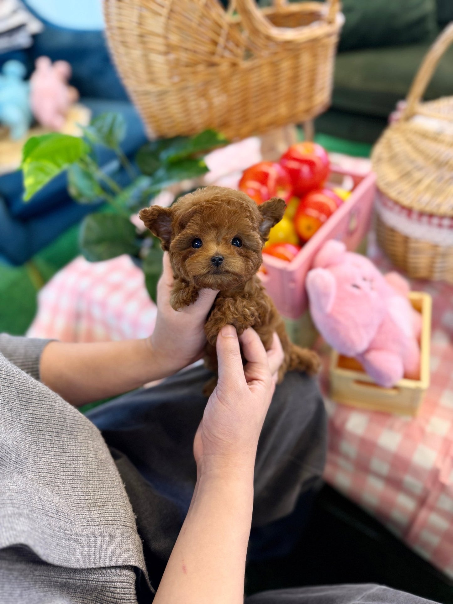 Poodle - Mateo(Male) - Beautiful puppy teacup puppy with adorable features available for adoption from Velydog