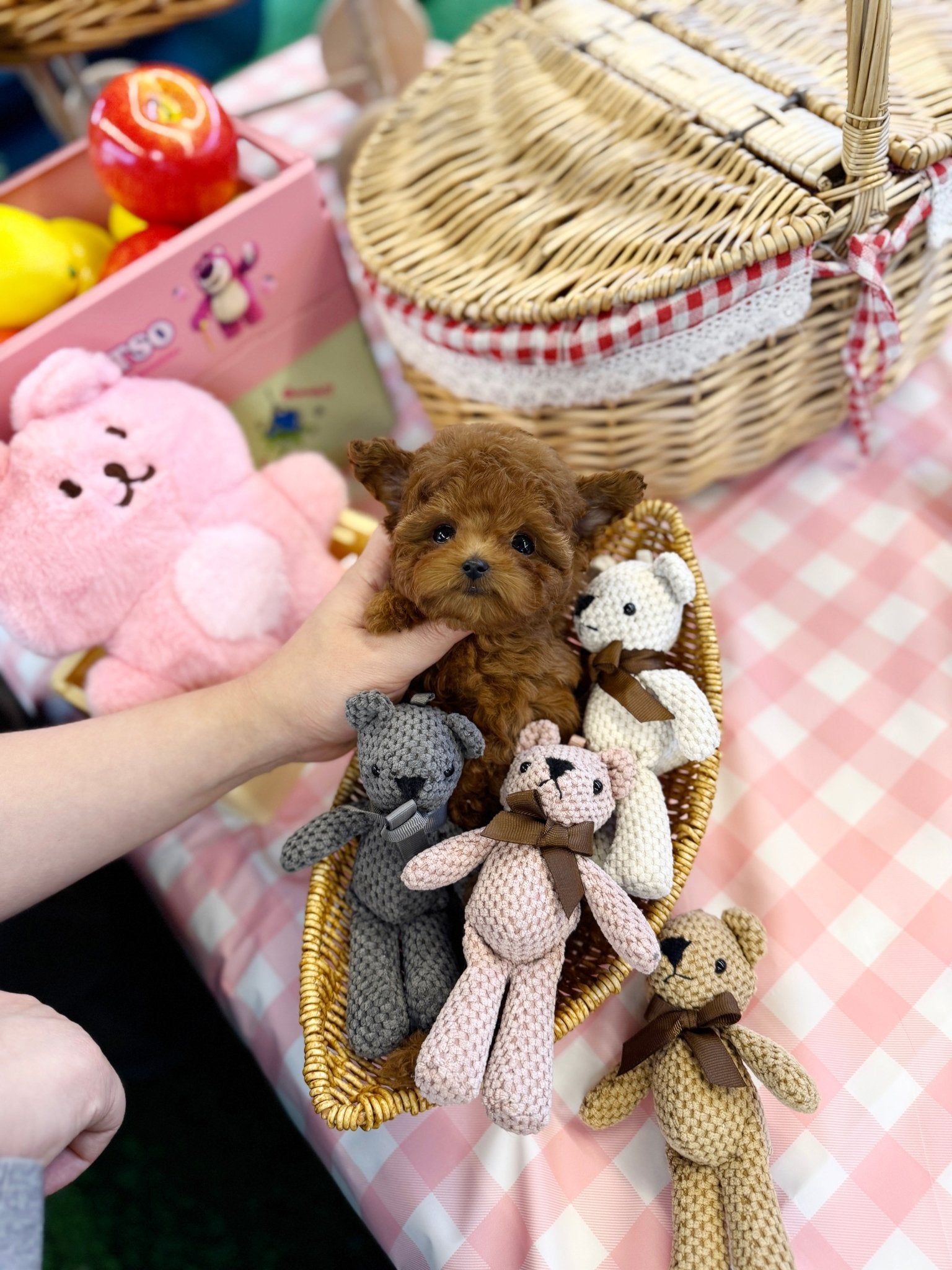 Poodle - Mateo(Male) - Beautiful puppy teacup puppy with adorable features available for adoption from Velydog