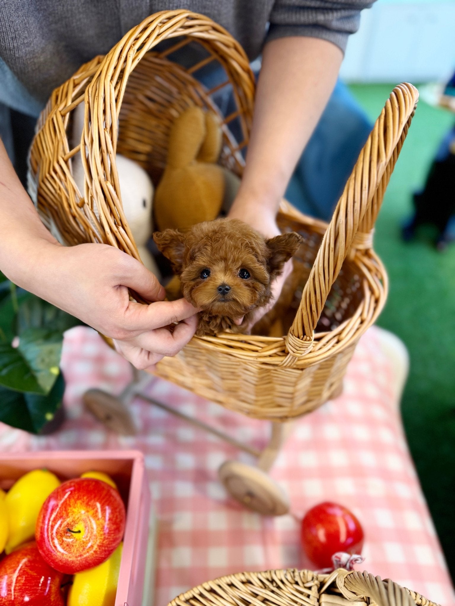 Poodle - Mateo(Male) - Beautiful puppy teacup puppy with adorable features available for adoption from Velydog