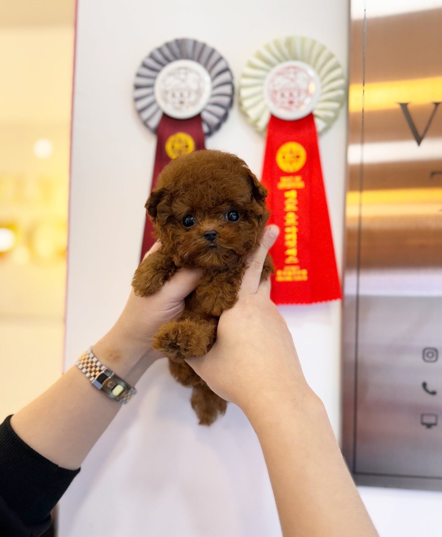 Poodle - Mato(Male) - Beautiful puppy teacup puppy with adorable features available for adoption from Velydog