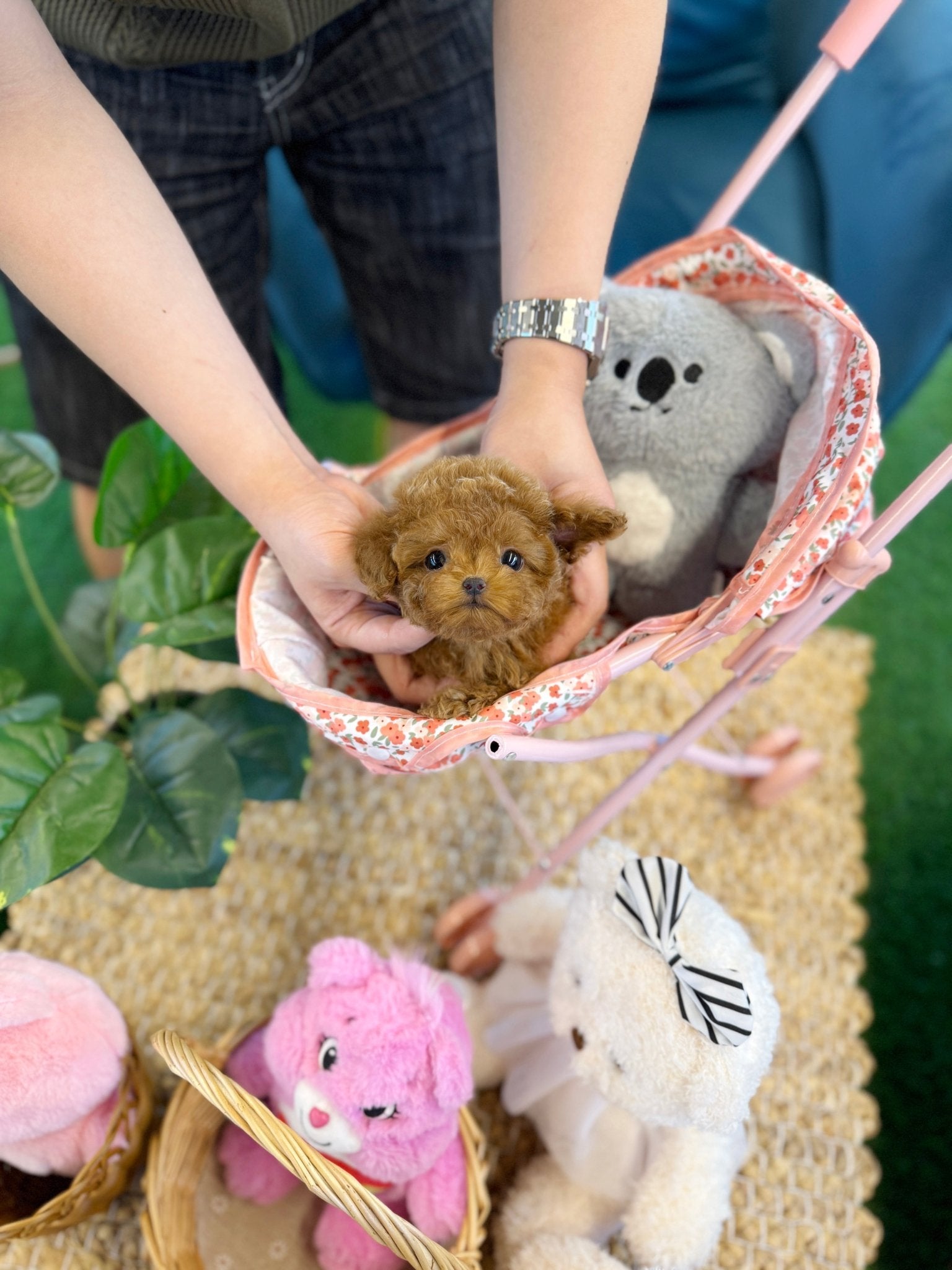 Poodle - Mino(Male) - Beautiful puppy teacup puppy with adorable features available for adoption from Velydog