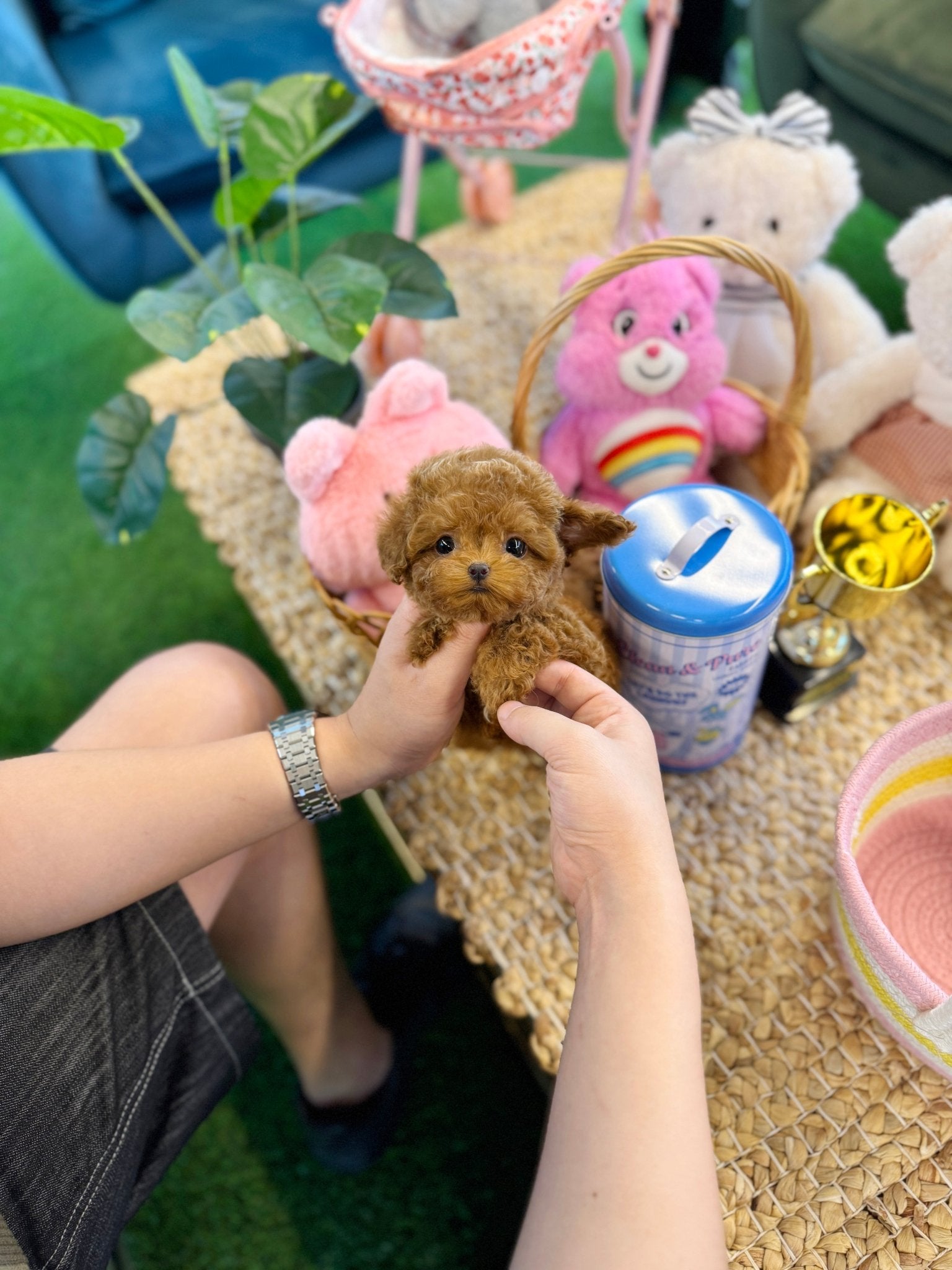 Poodle - Mino(Male) - Beautiful puppy teacup puppy with adorable features available for adoption from Velydog