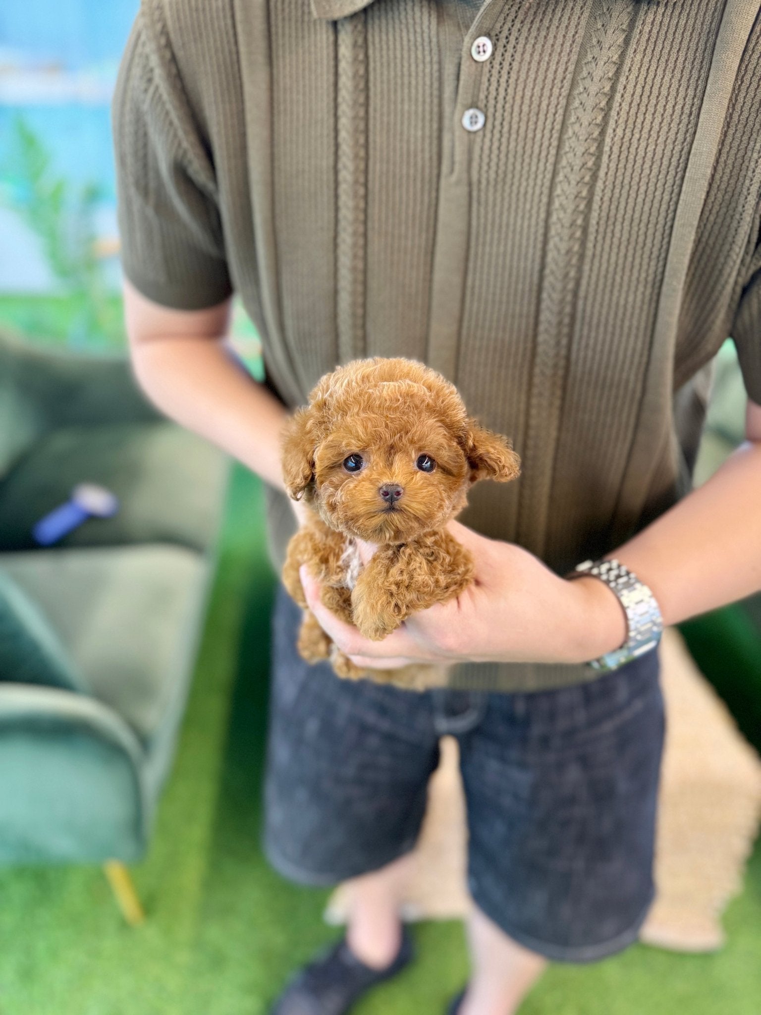 Poodle - Mino(Male) - Beautiful puppy teacup puppy with adorable features available for adoption from Velydog