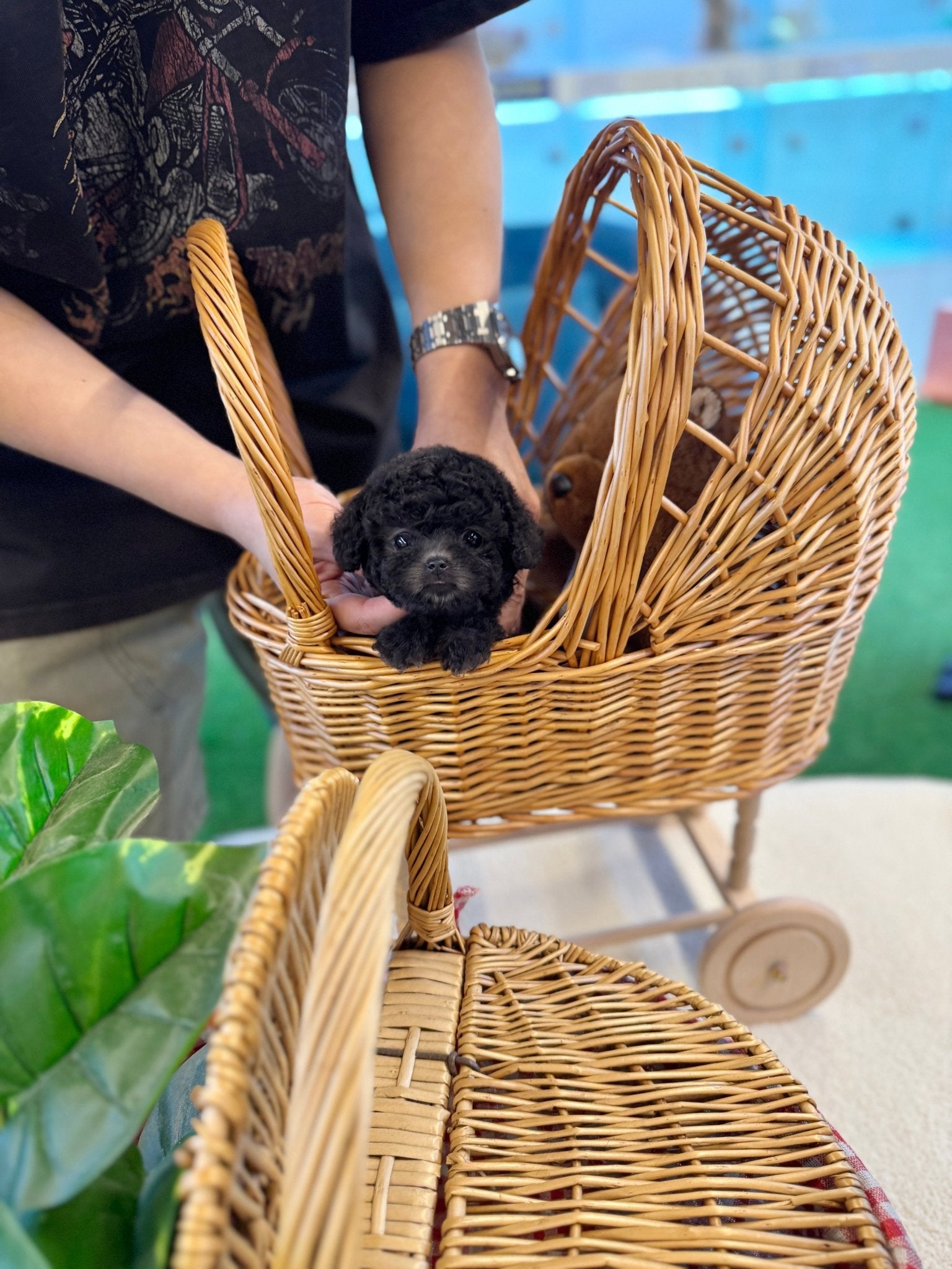 Poodle - Natty(Female) - Beautiful puppy teacup puppy with adorable features available for adoption from Velydog