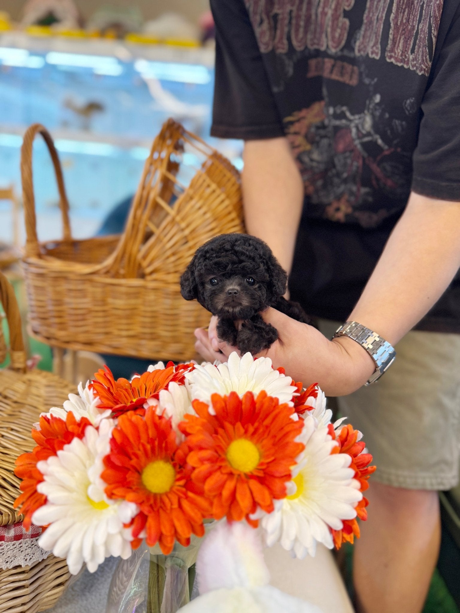 Poodle - Natty(Female) - Beautiful puppy teacup puppy with adorable features available for adoption from Velydog