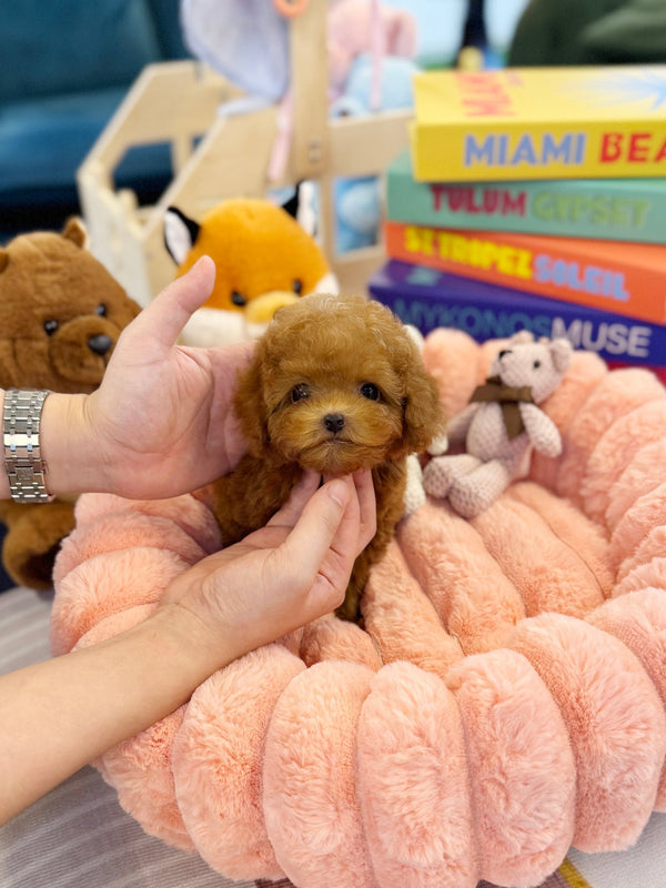 Poodle - Ocean(Male) - Beautiful puppy teacup puppy with adorable features available for adoption from Velydog