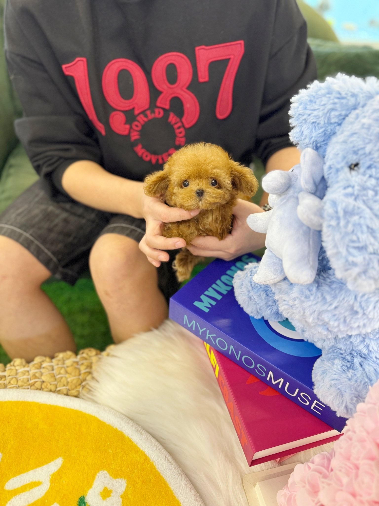 Poodle - Peaches(Female) - Beautiful puppy teacup puppy with adorable features available for adoption from Velydog