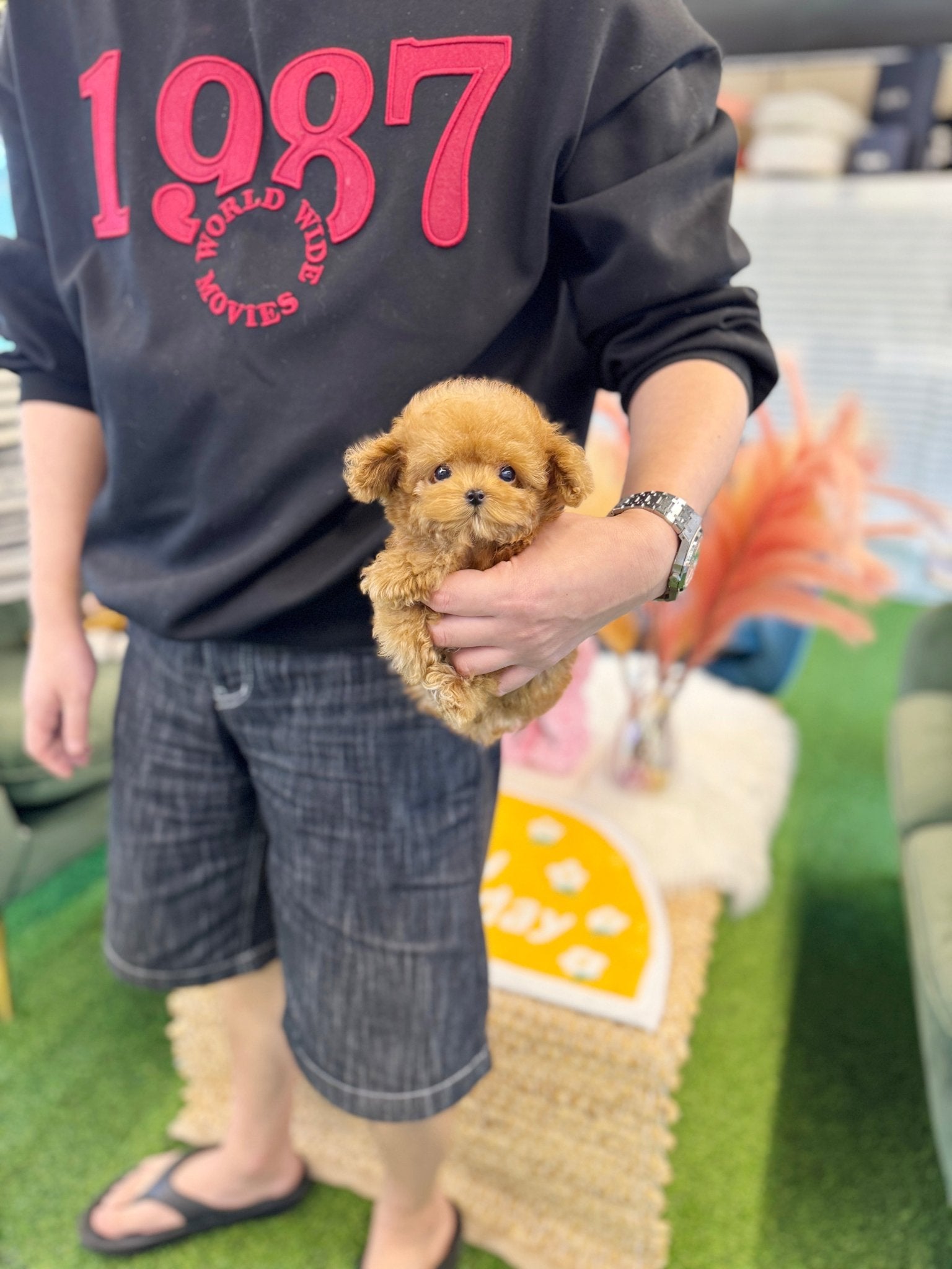 Poodle - Peaches(Female) - Beautiful puppy teacup puppy with adorable features available for adoption from Velydog