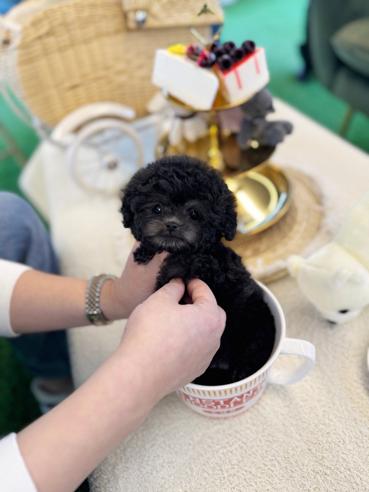 Poodle - Pepper(Female) - Beautiful puppy teacup puppy with adorable features available for adoption from Velydog
