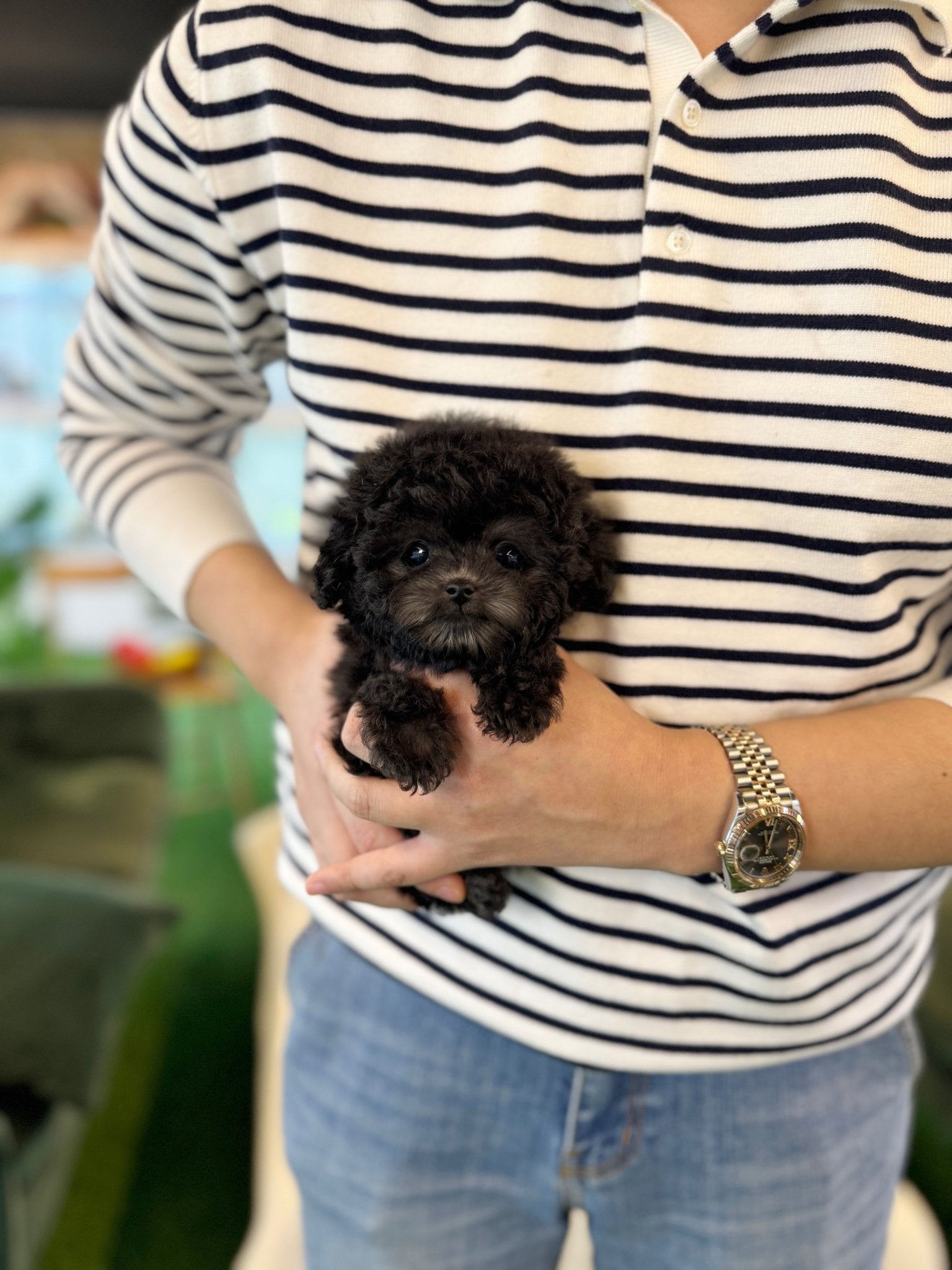 Poodle - Pepper(Female) - Beautiful puppy teacup puppy with adorable features available for adoption from Velydog