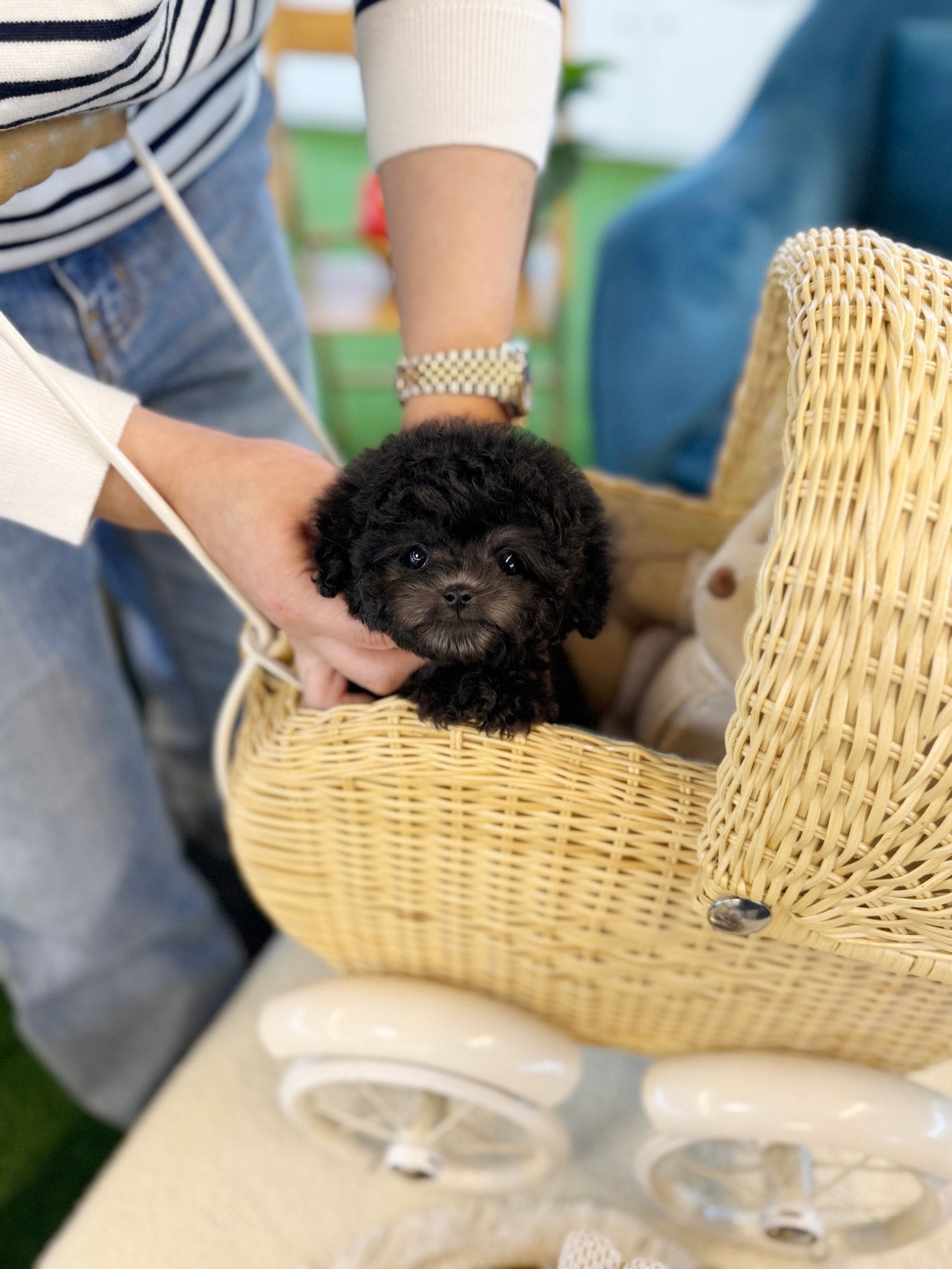 Poodle - Pepper(Female) - Beautiful puppy teacup puppy with adorable features available for adoption from Velydog