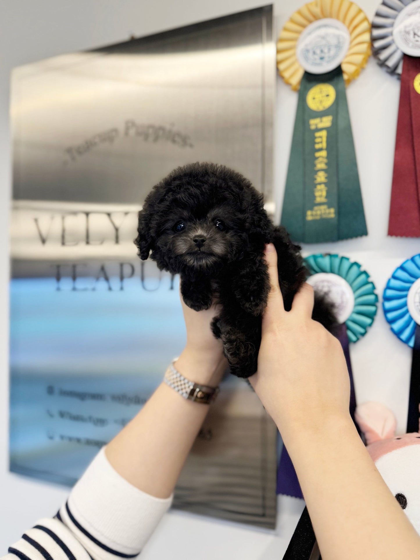 Poodle - Pepper(Female) - Beautiful puppy teacup puppy with adorable features available for adoption from Velydog