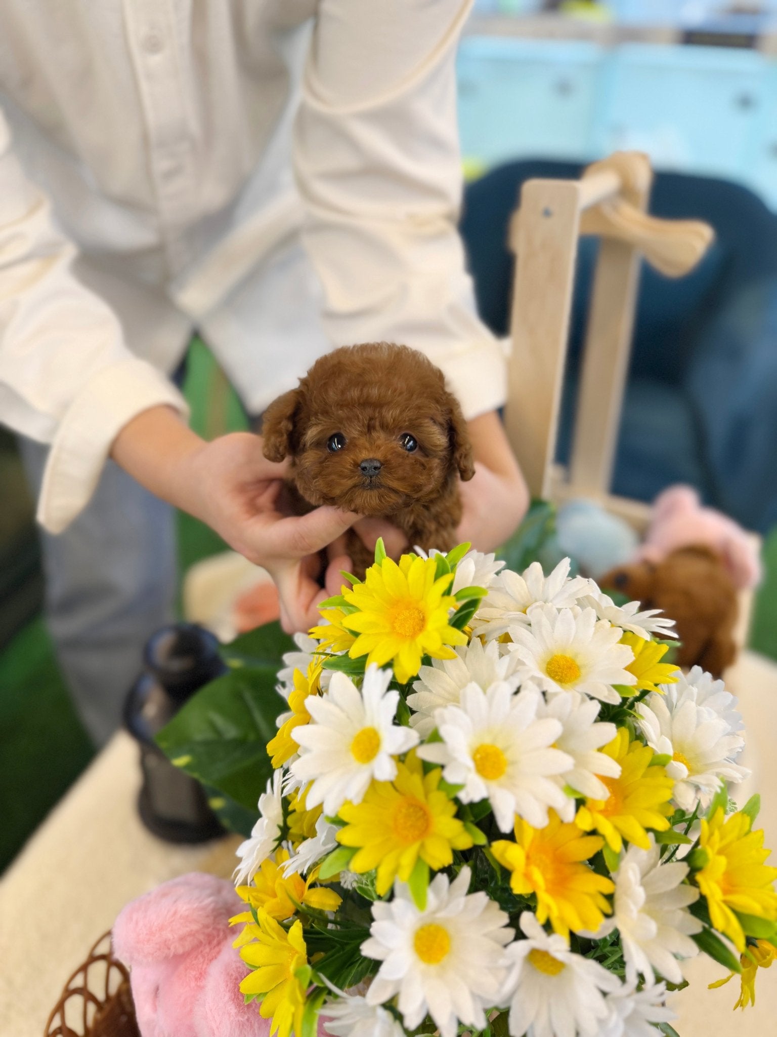 Poodle - Pixie(Female) - Beautiful puppy teacup puppy with adorable features available for adoption from Velydog