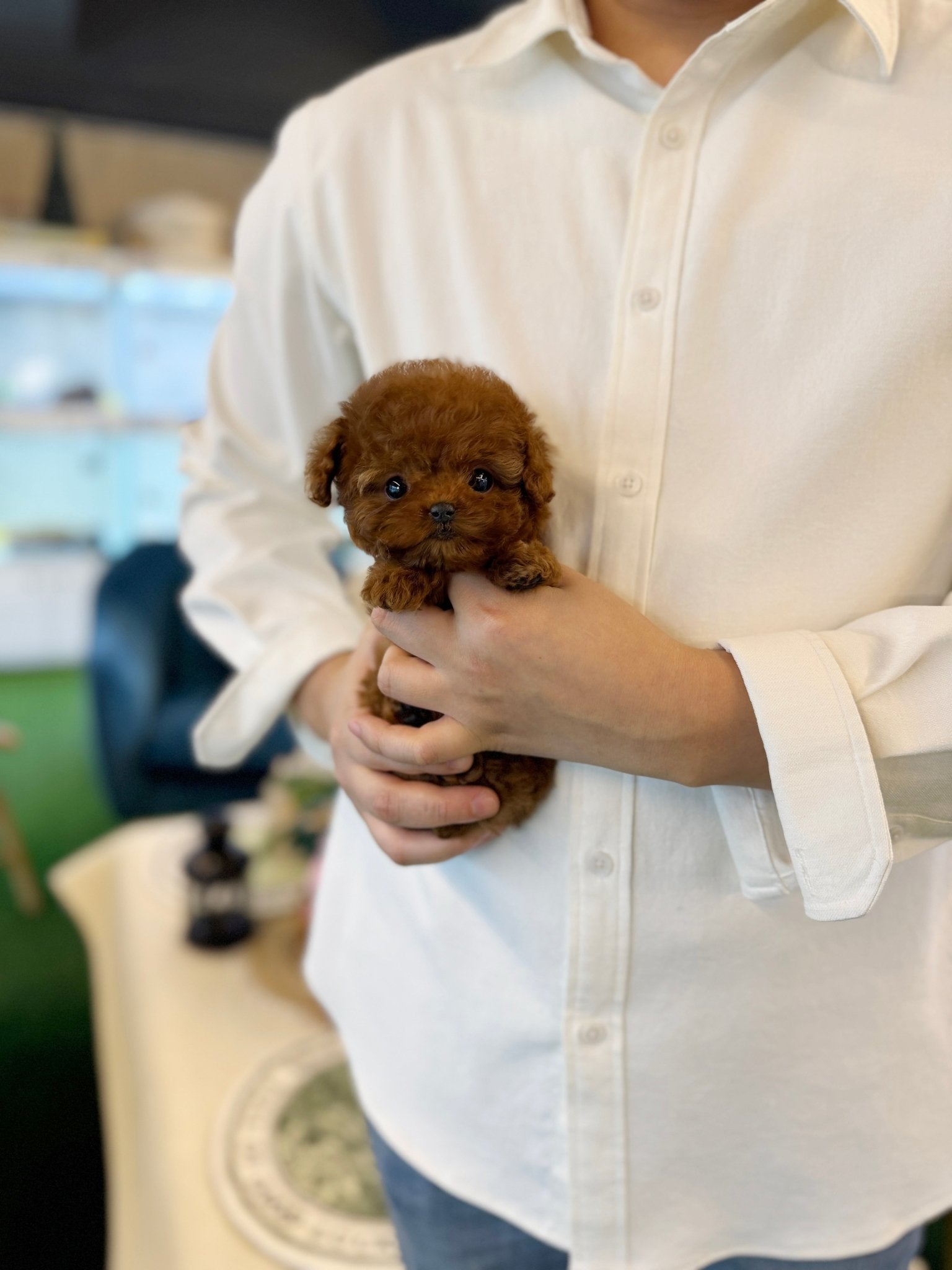 Poodle - Pixie(Female) - Beautiful puppy teacup puppy with adorable features available for adoption from Velydog