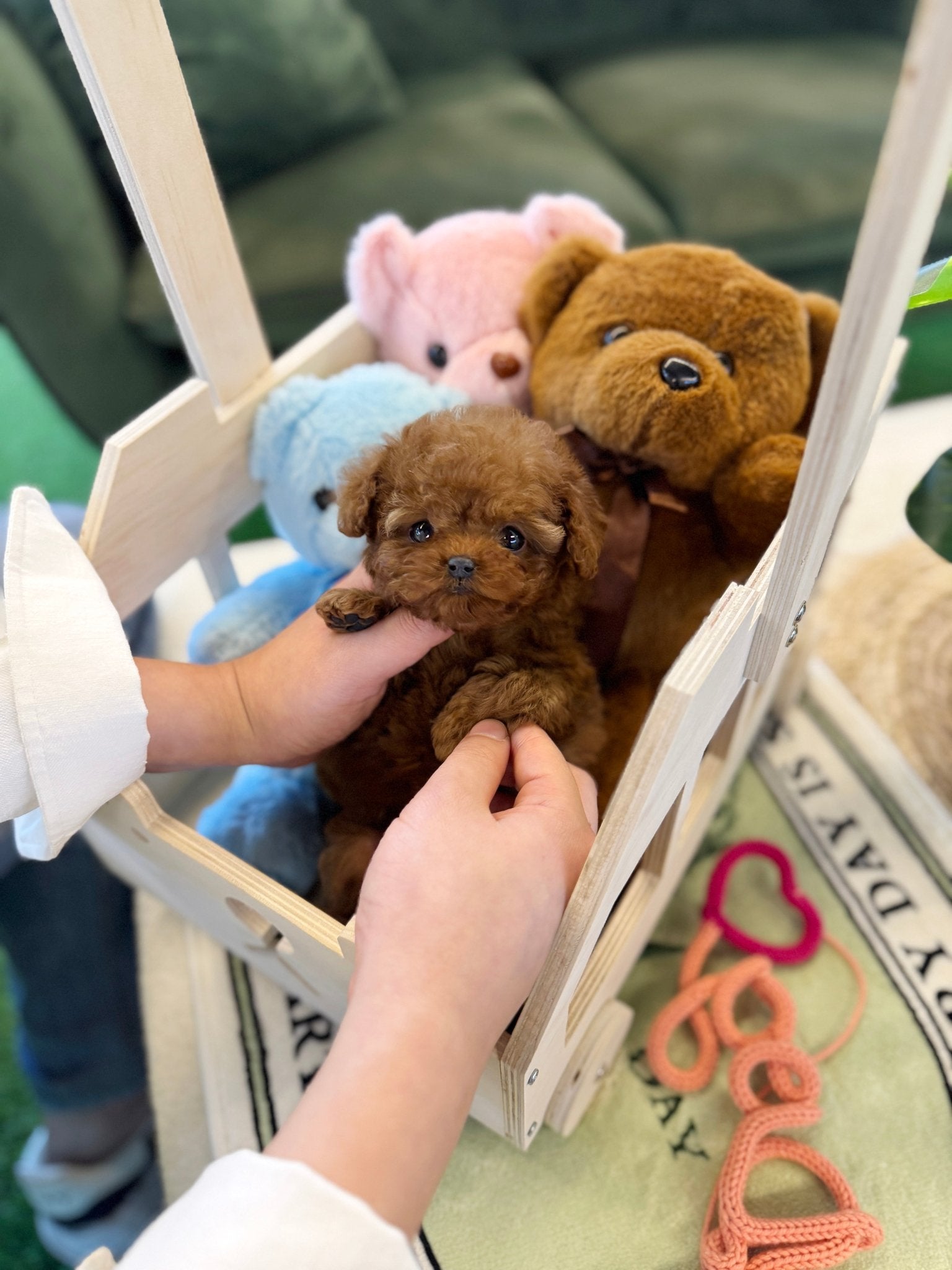 Poodle - Pixie(Female) - Beautiful puppy teacup puppy with adorable features available for adoption from Velydog