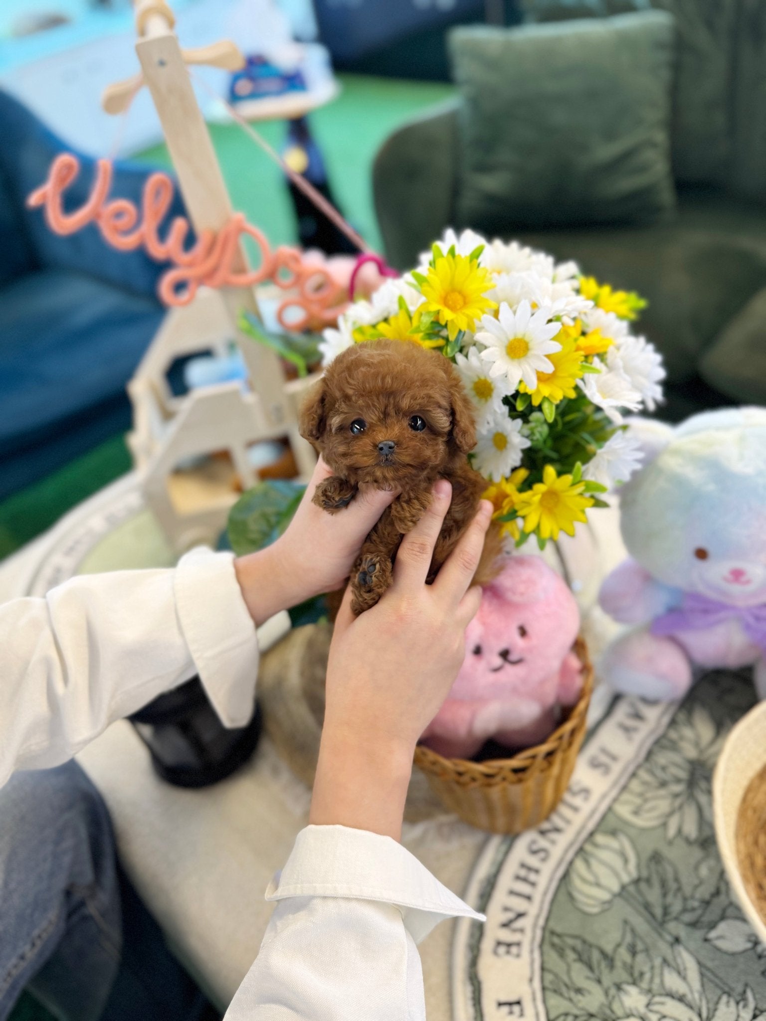 Poodle - Pixie(Female) - Beautiful puppy teacup puppy with adorable features available for adoption from Velydog