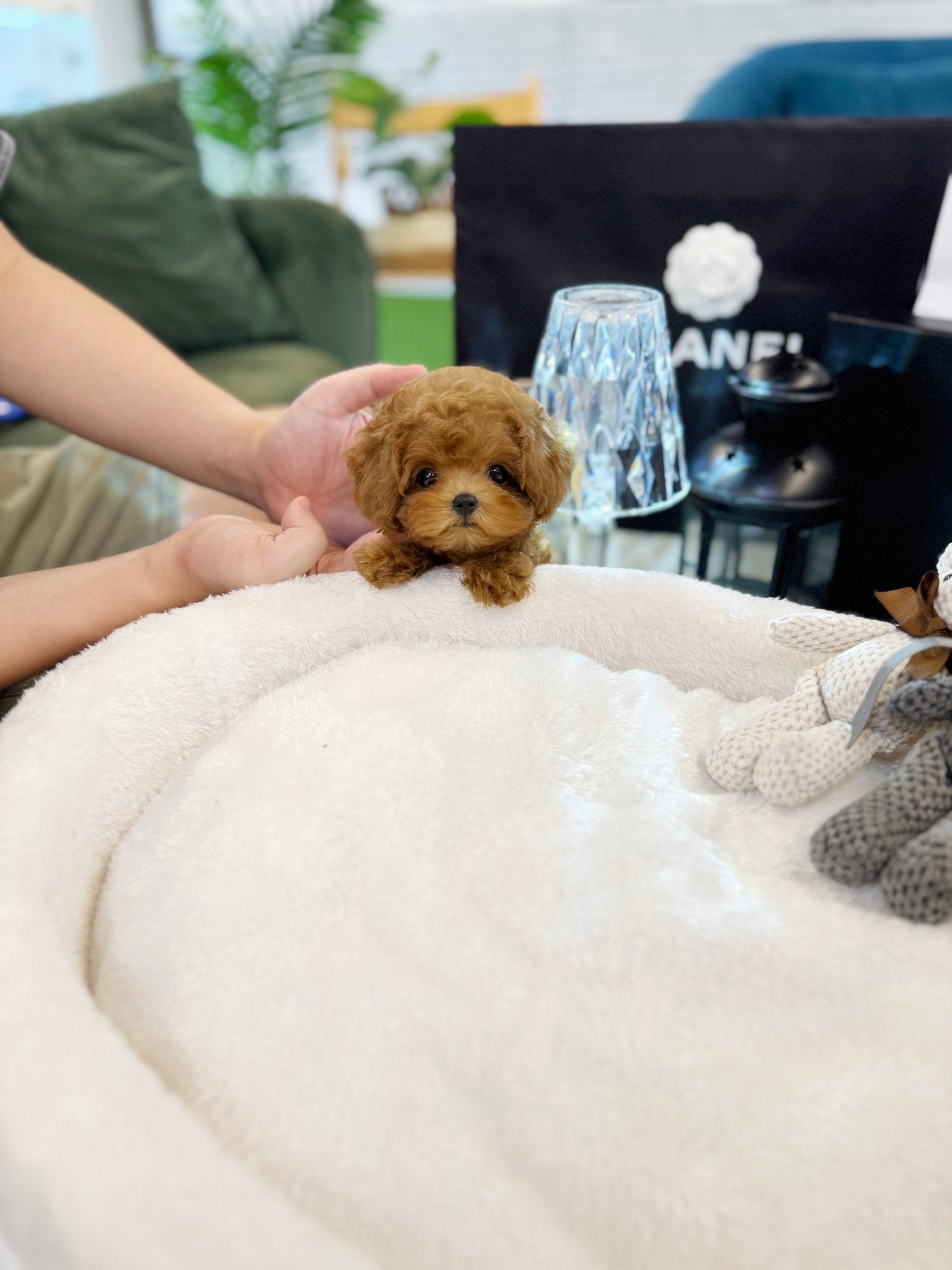 Poodle - Prada(Female)) - Beautiful puppy teacup puppy with adorable features available for adoption from Velydog