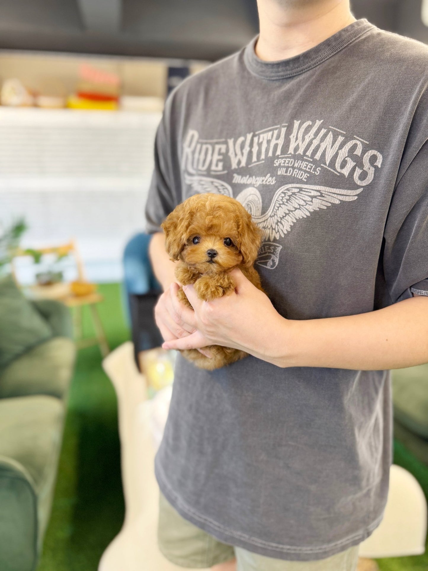 Poodle - Prada(Female)) - Beautiful puppy teacup puppy with adorable features available for adoption from Velydog