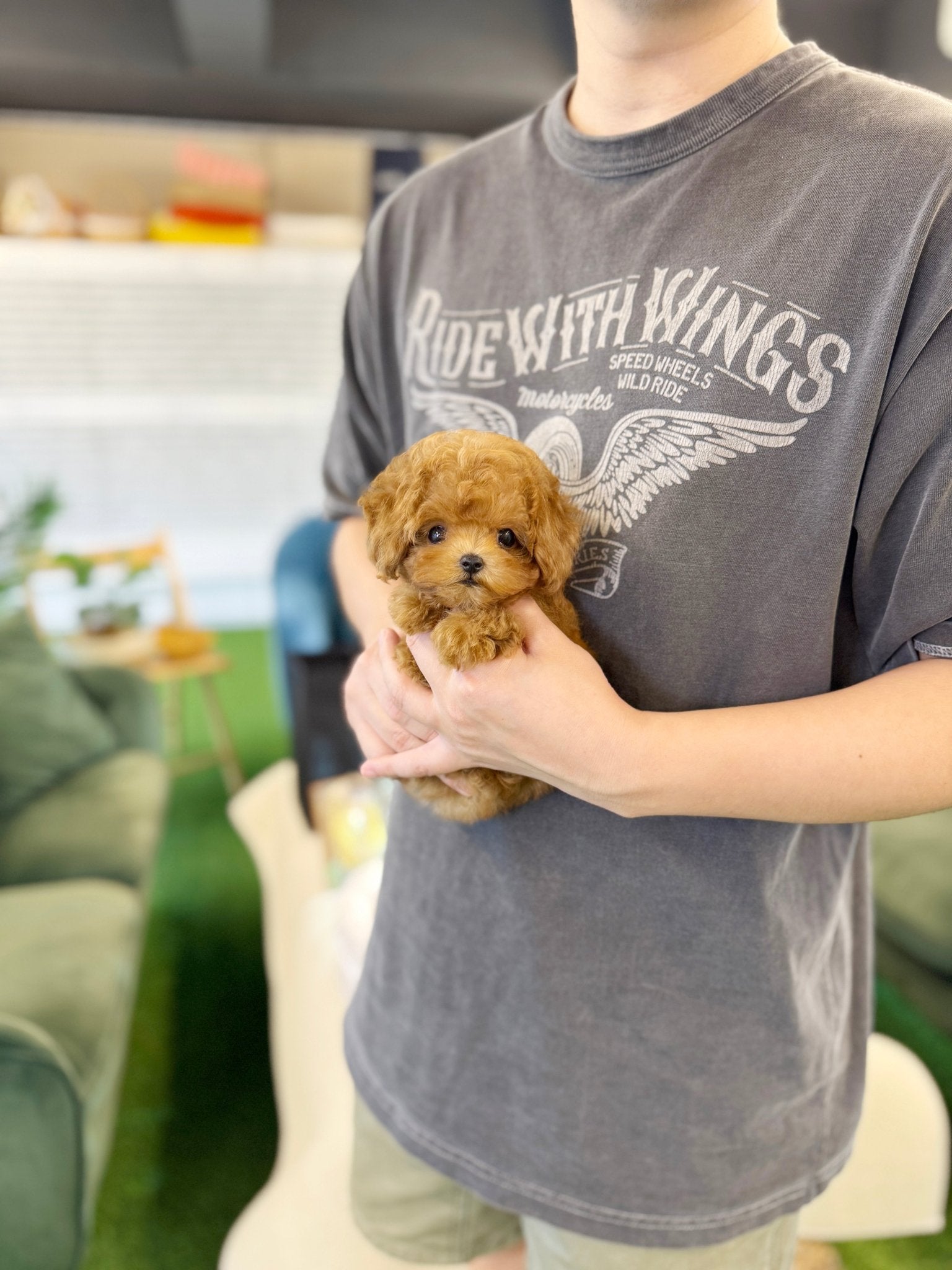 Poodle - Prada(Female)) - Beautiful puppy teacup puppy with adorable features available for adoption from Velydog