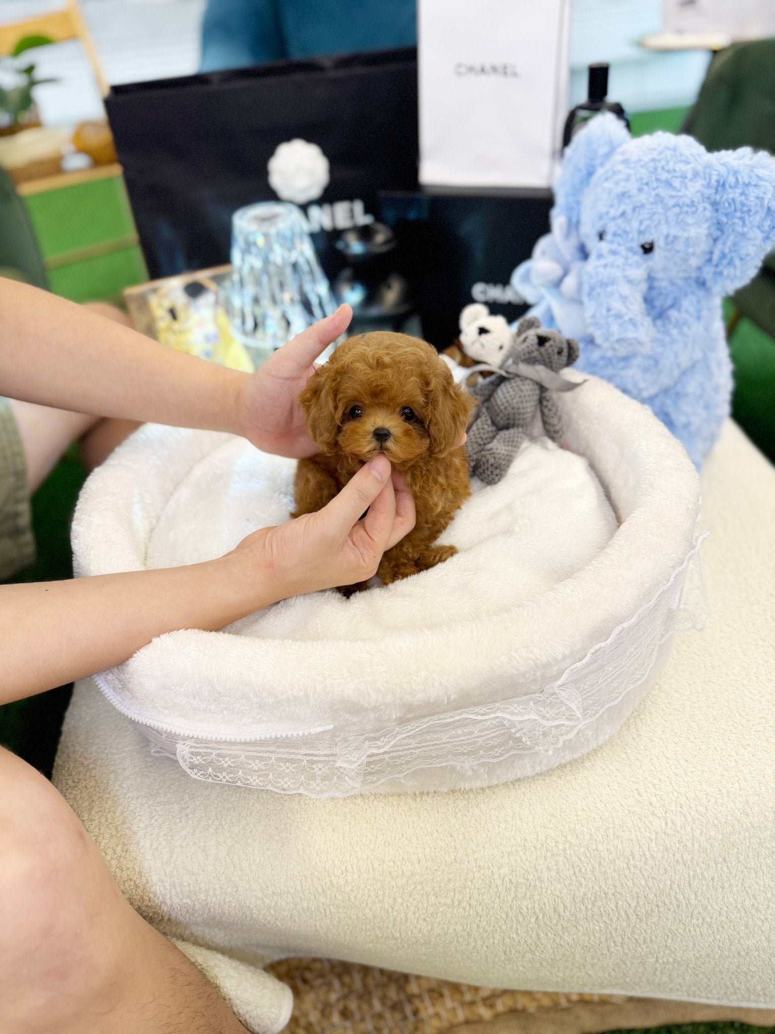 Poodle - Prada(Female)) - Beautiful puppy teacup puppy with adorable features available for adoption from Velydog