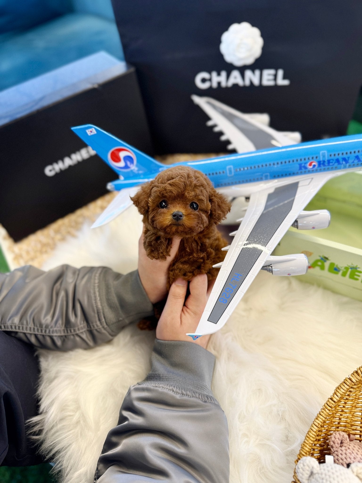 Poodle - Senna(Female) - Beautiful puppy teacup puppy with adorable features available for adoption from Velydog