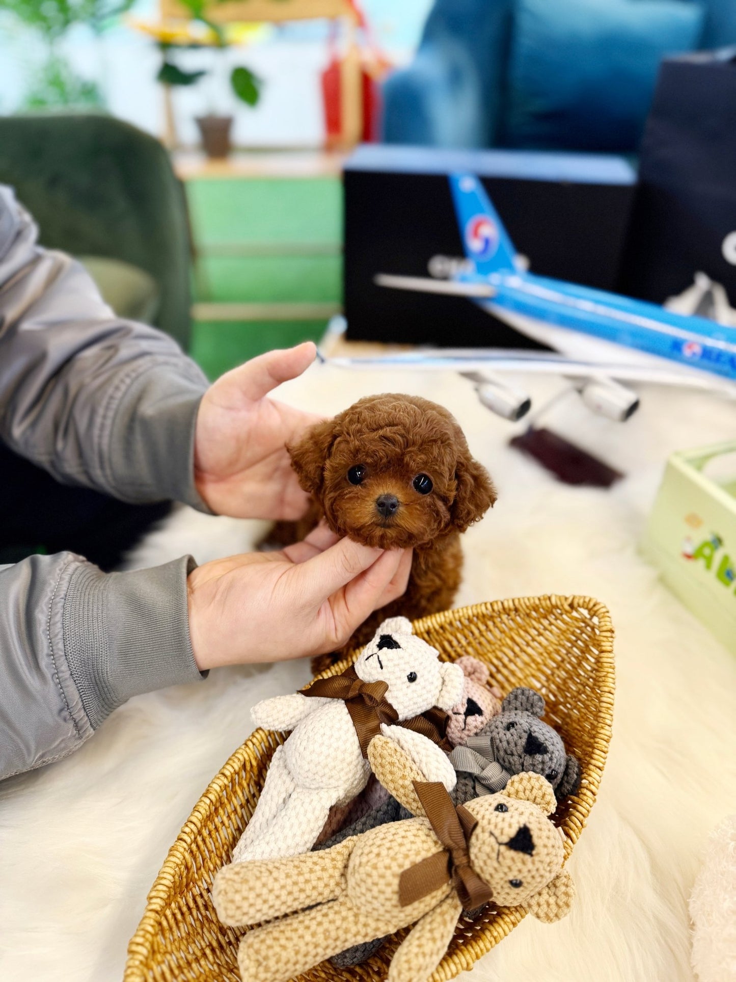 Poodle - Senna(Female) - Beautiful puppy teacup puppy with adorable features available for adoption from Velydog