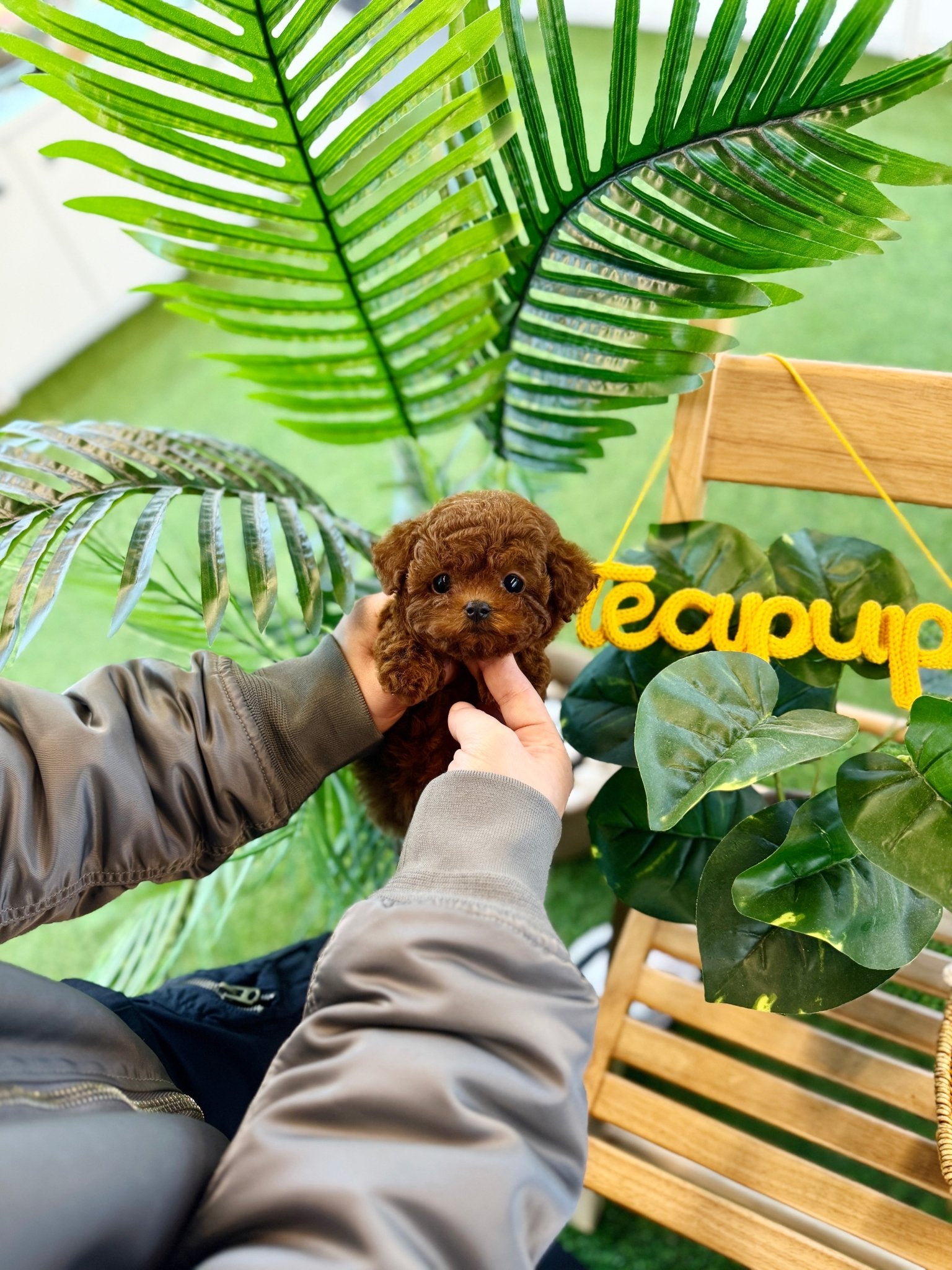 Poodle - Senna(Female) - Beautiful puppy teacup puppy with adorable features available for adoption from Velydog