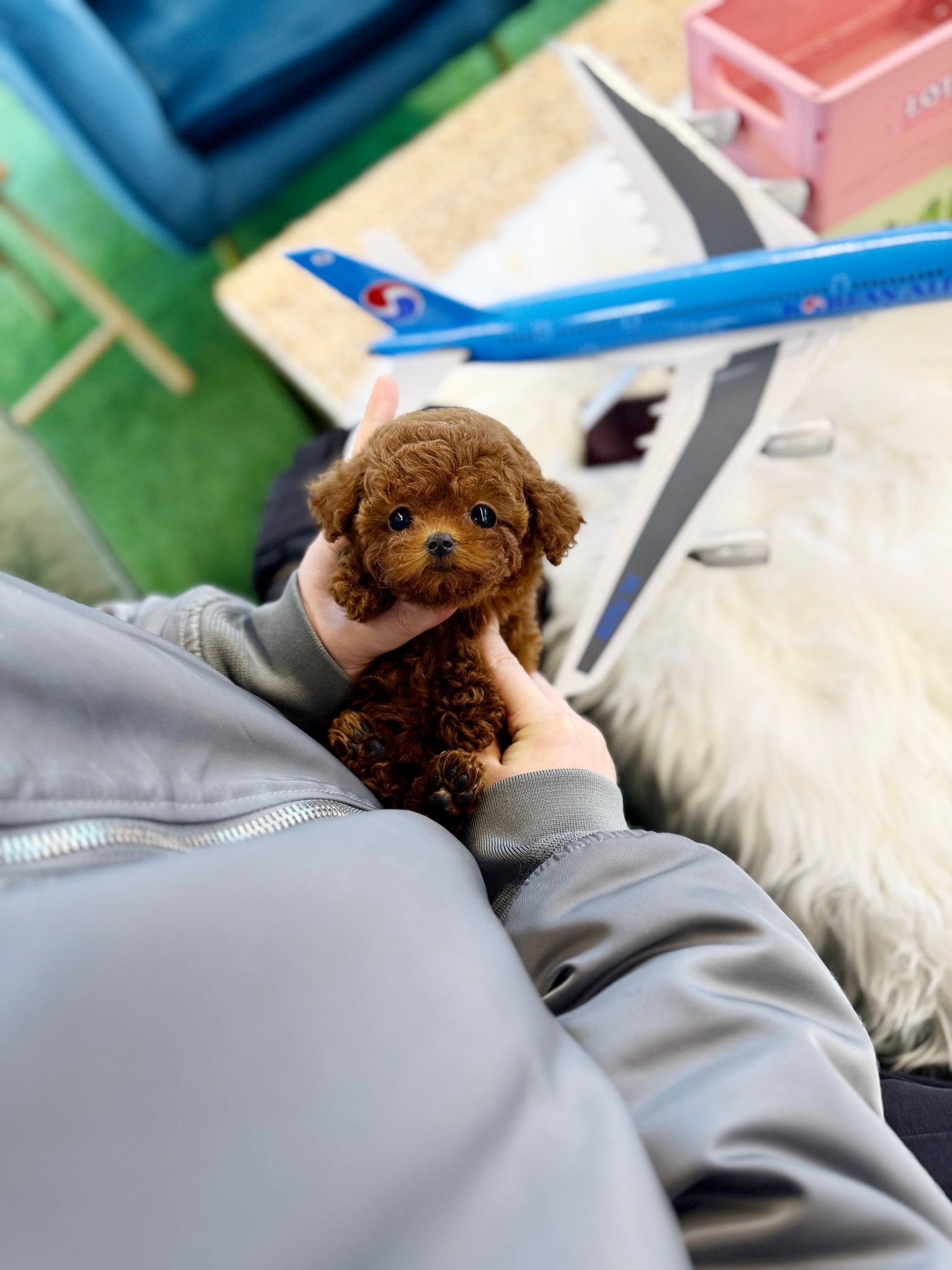 Poodle - Senna(Female) - Beautiful puppy teacup puppy with adorable features available for adoption from Velydog