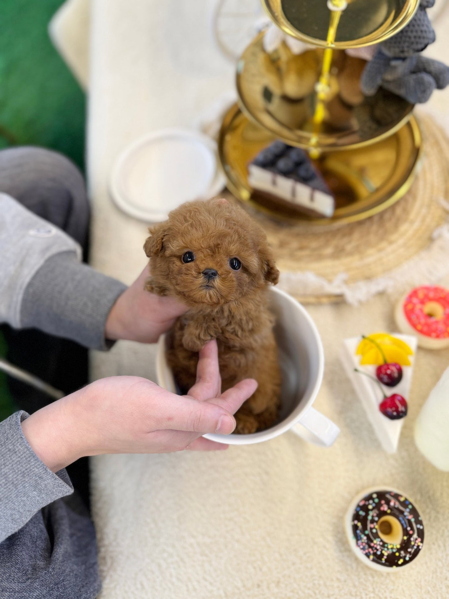 Poodle - Swervy(Female) - Beautiful puppy teacup puppy with adorable features available for adoption from Velydog