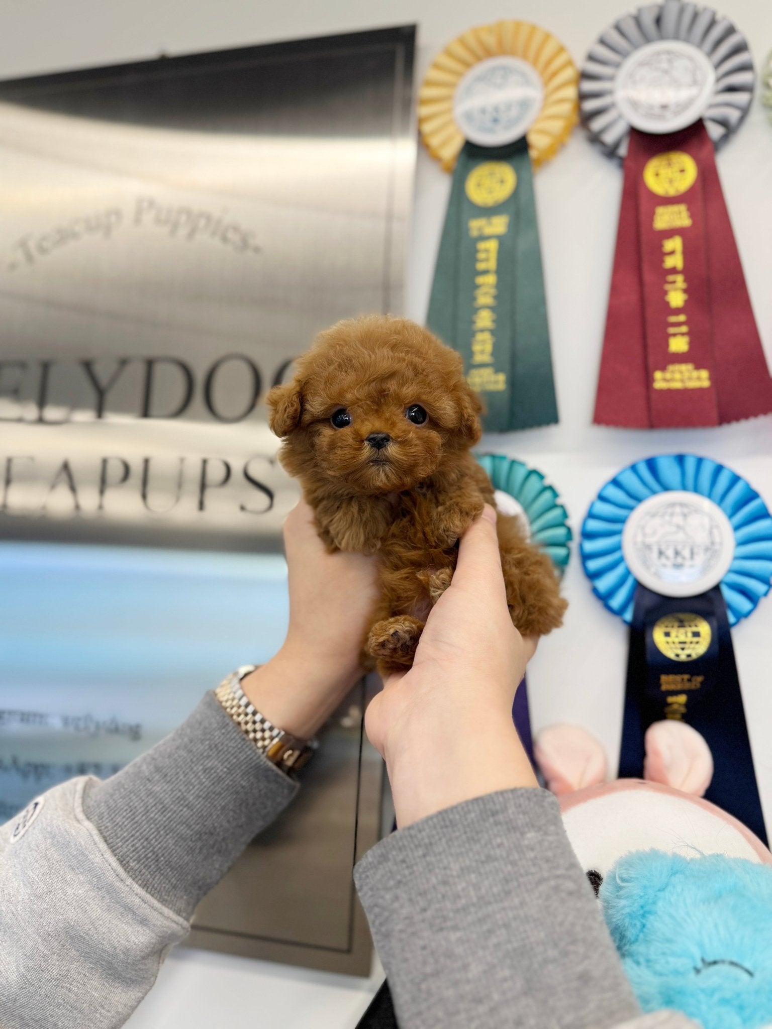 Poodle - Swervy(Female) - Beautiful puppy teacup puppy with adorable features available for adoption from Velydog