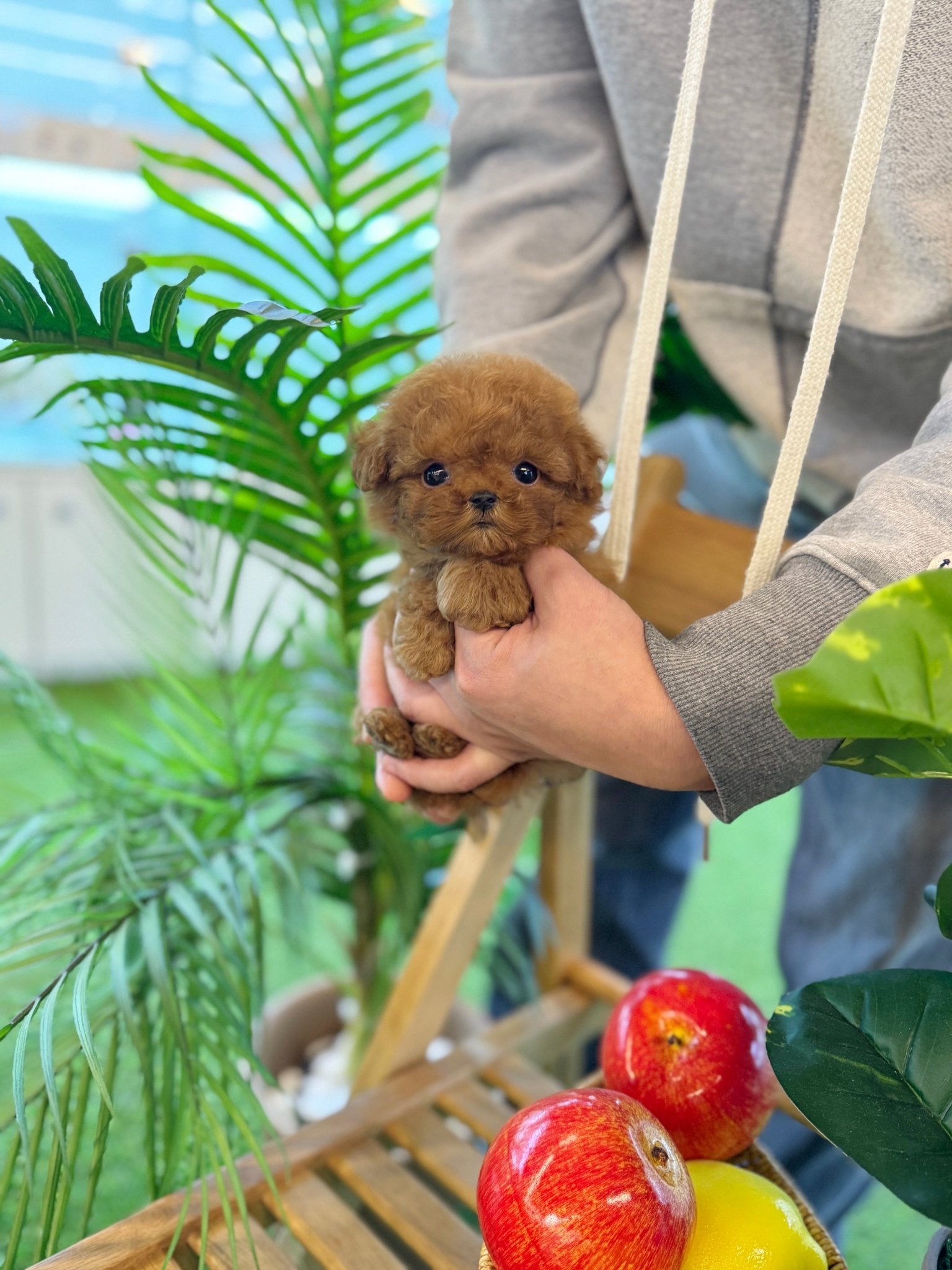 Poodle - Swervy(Female) - Beautiful puppy teacup puppy with adorable features available for adoption from Velydog