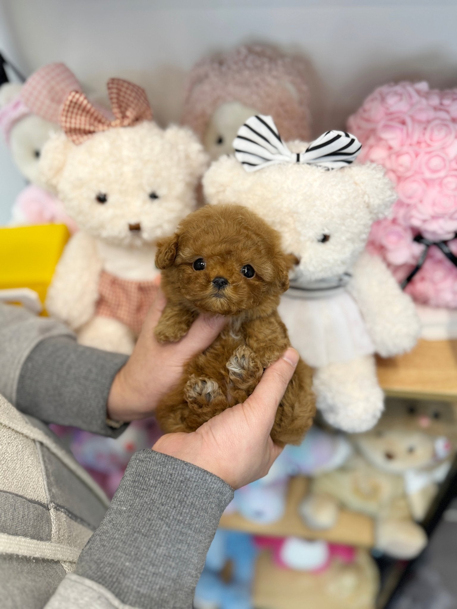 Poodle - Swervy(Female) - Beautiful puppy teacup puppy with adorable features available for adoption from Velydog